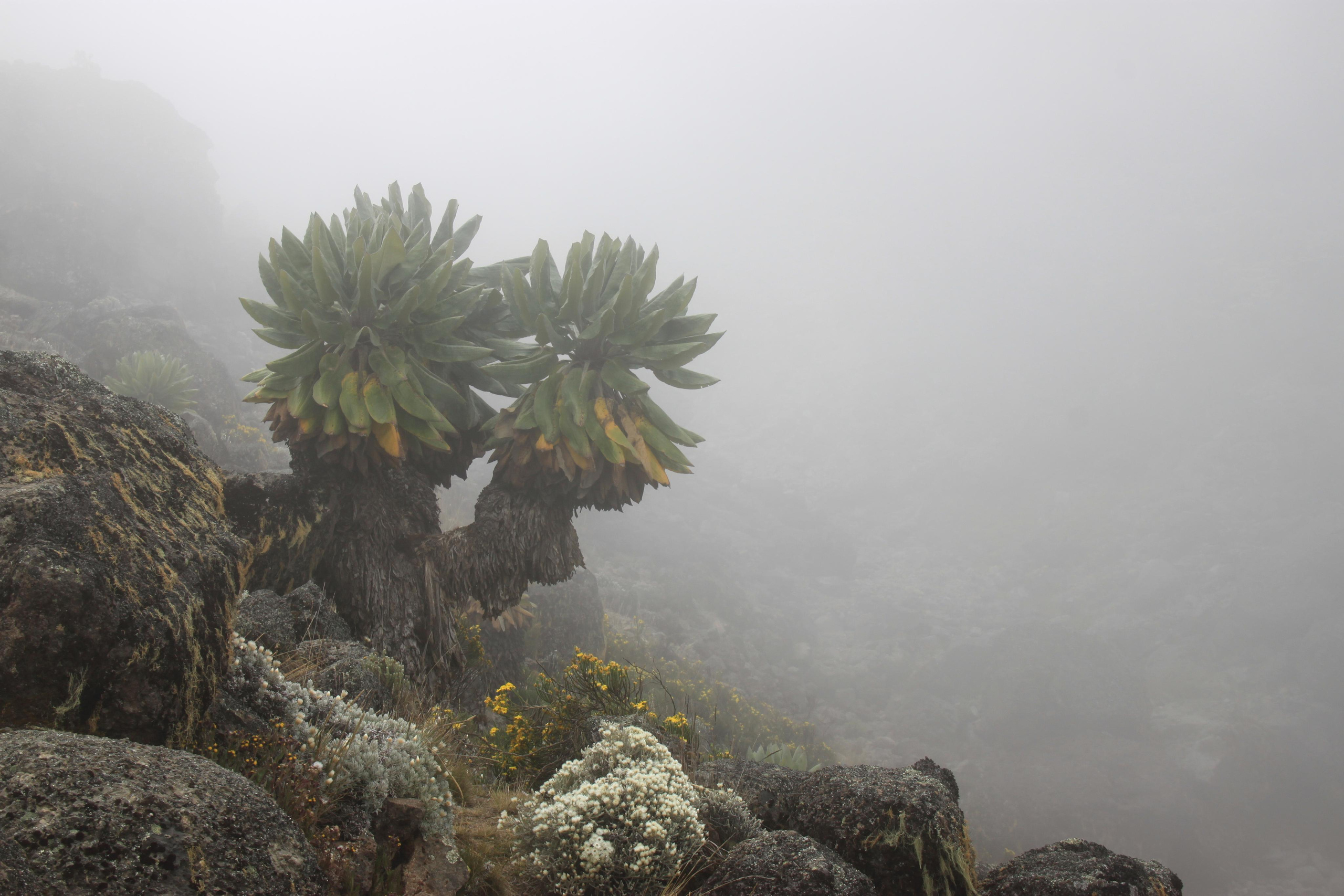 Mount Kilimanjaro. Andrey Filippov Photographer