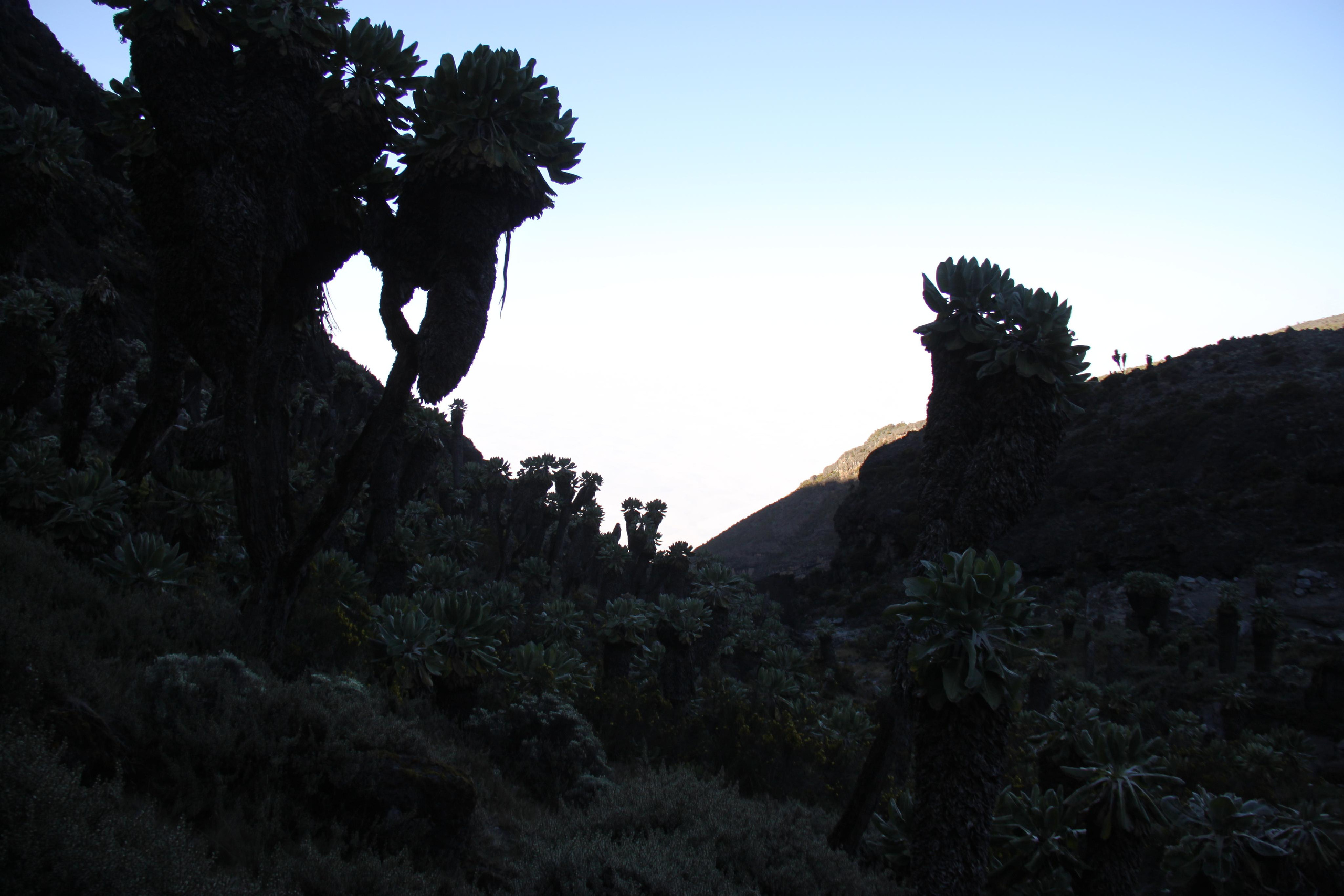 Mount Kilimanjaro. Andrey Filippov Photographer