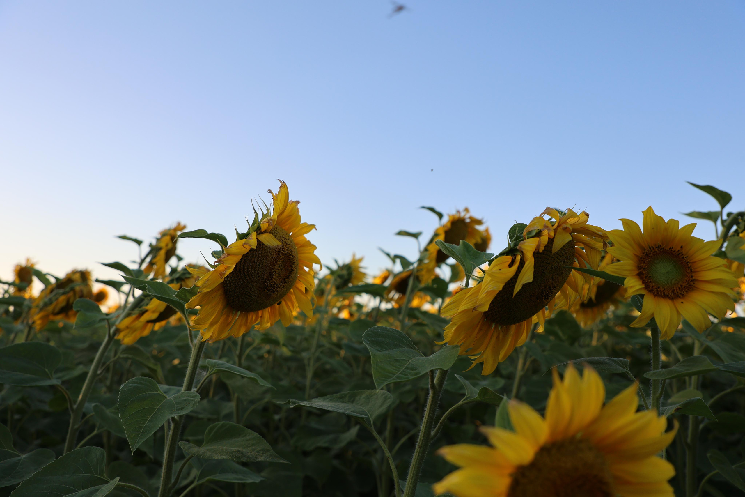 Sunflower Field. Andrey Filippov Photographer