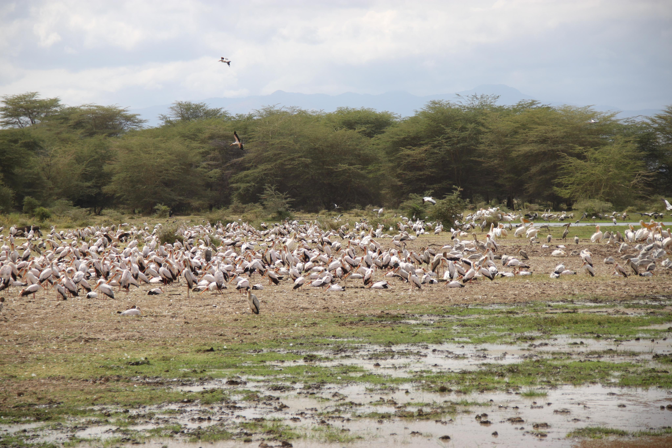 Lake Manyara National Park. Andrey Filippov Photographer