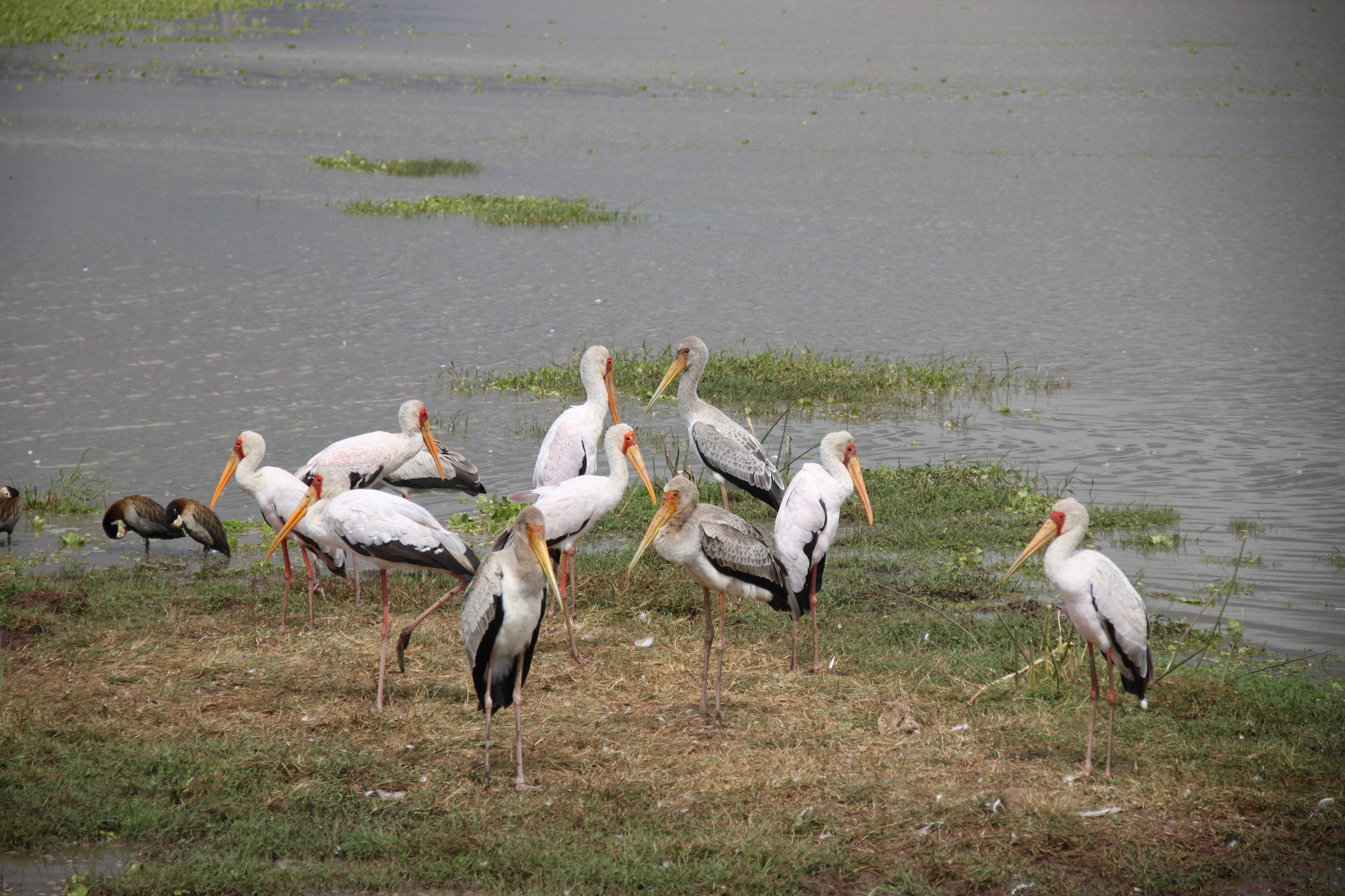 Lake Manyara National Park. Andrey Filippov Photographer