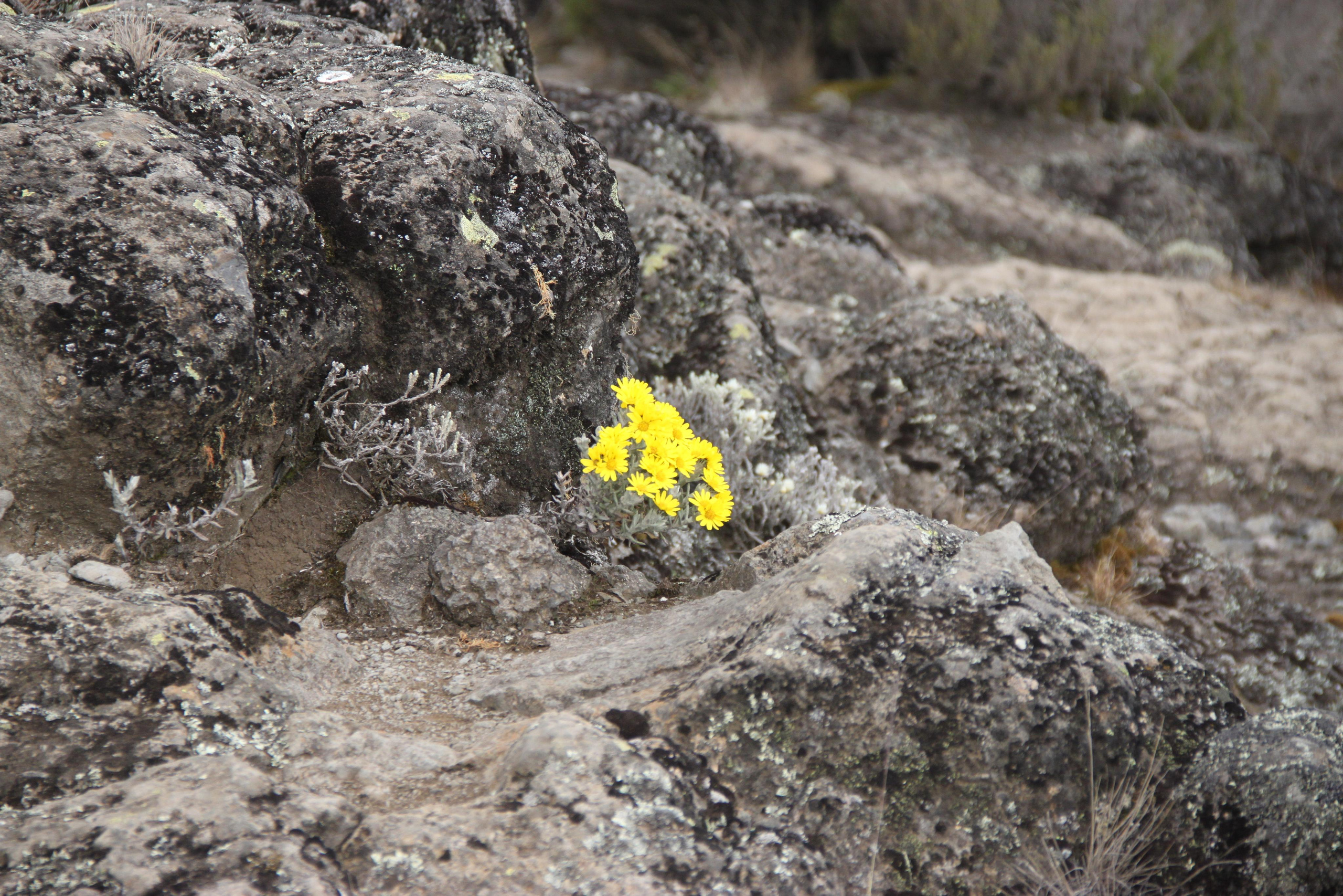 Mount Kilimanjaro. Andrey Filippov Photographer
