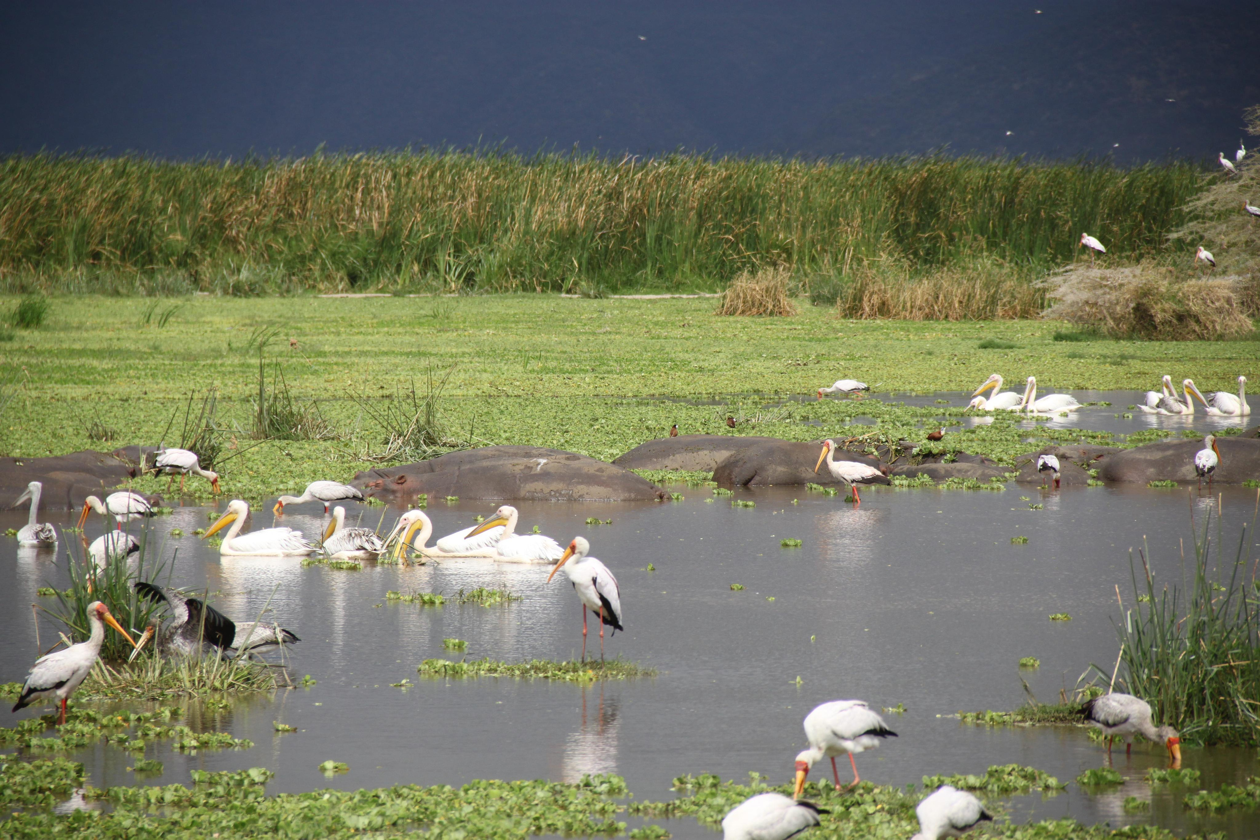 Lake Manyara National Park. Andrey Filippov Photographer