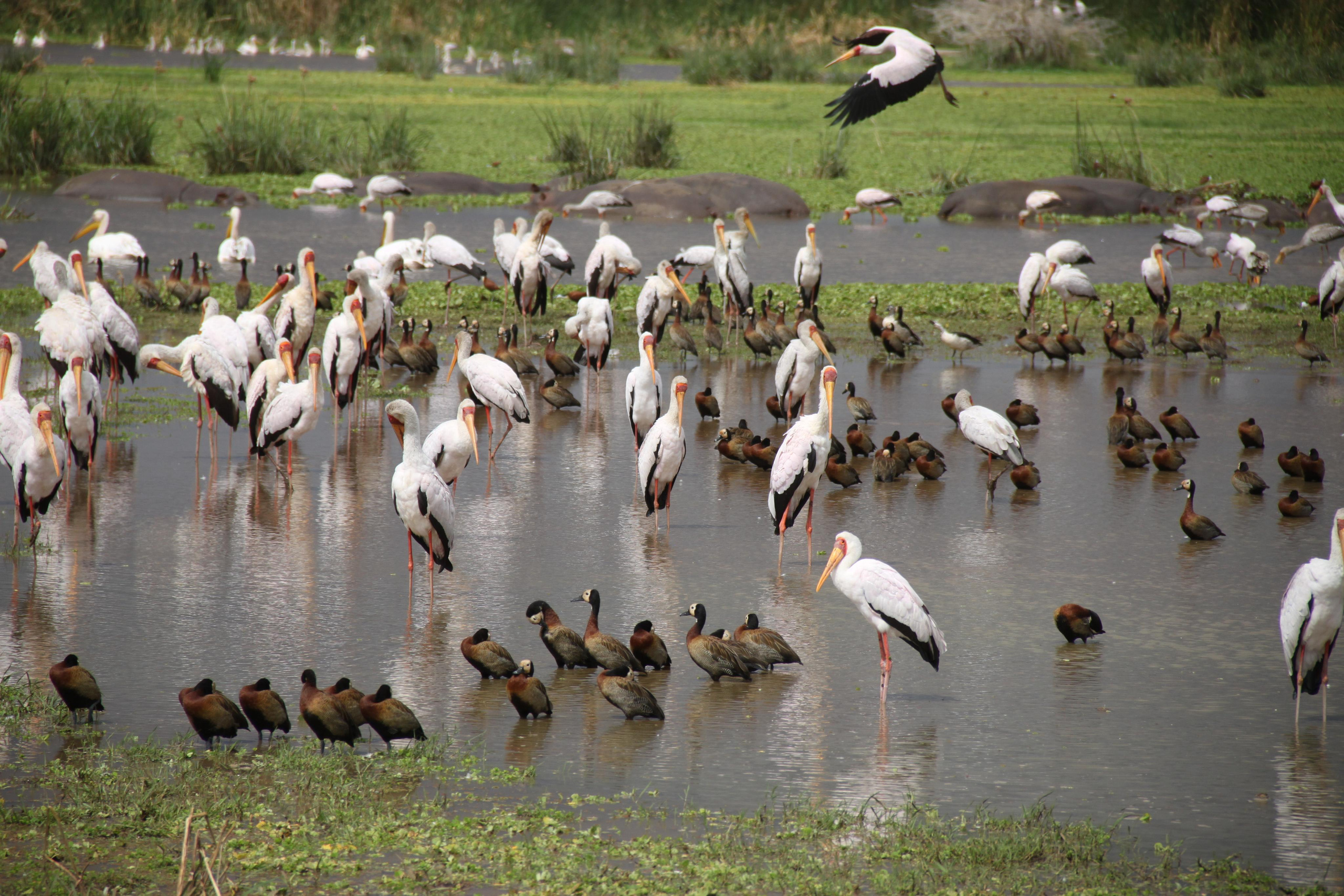 Lake Manyara National Park. Andrey Filippov Photographer