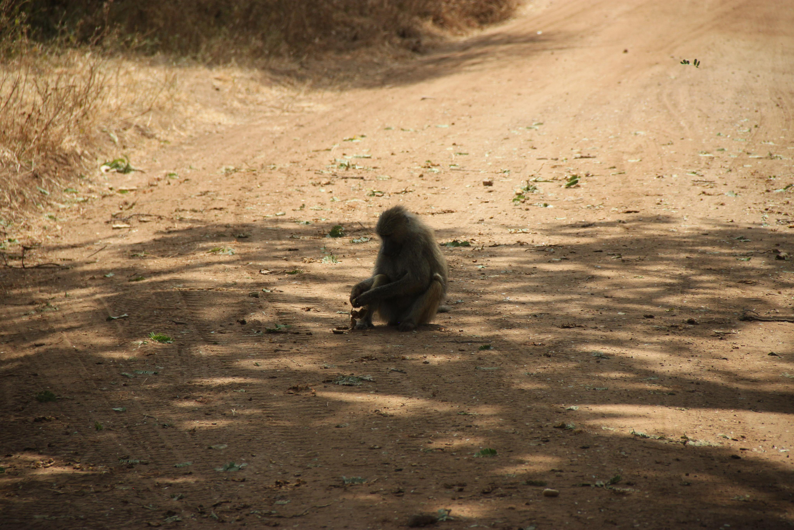Lake Manyara National Park. Andrey Filippov Photographer