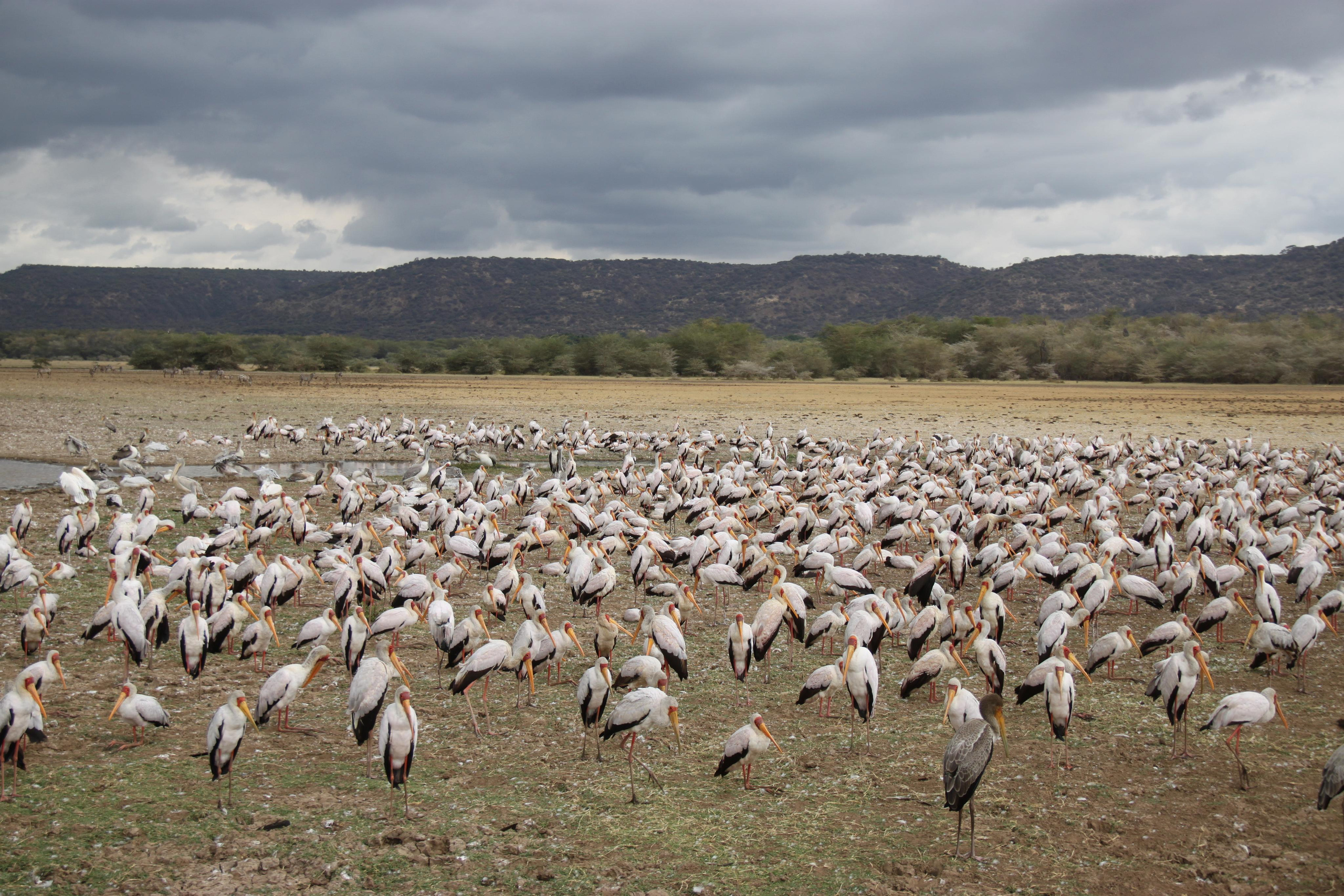 Lake Manyara National Park. Andrey Filippov Photographer