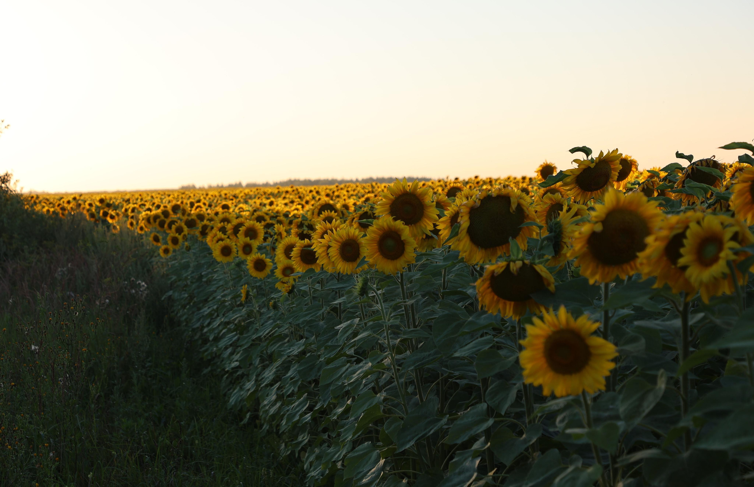 Sunflower Field. Andrey Filippov Photographer