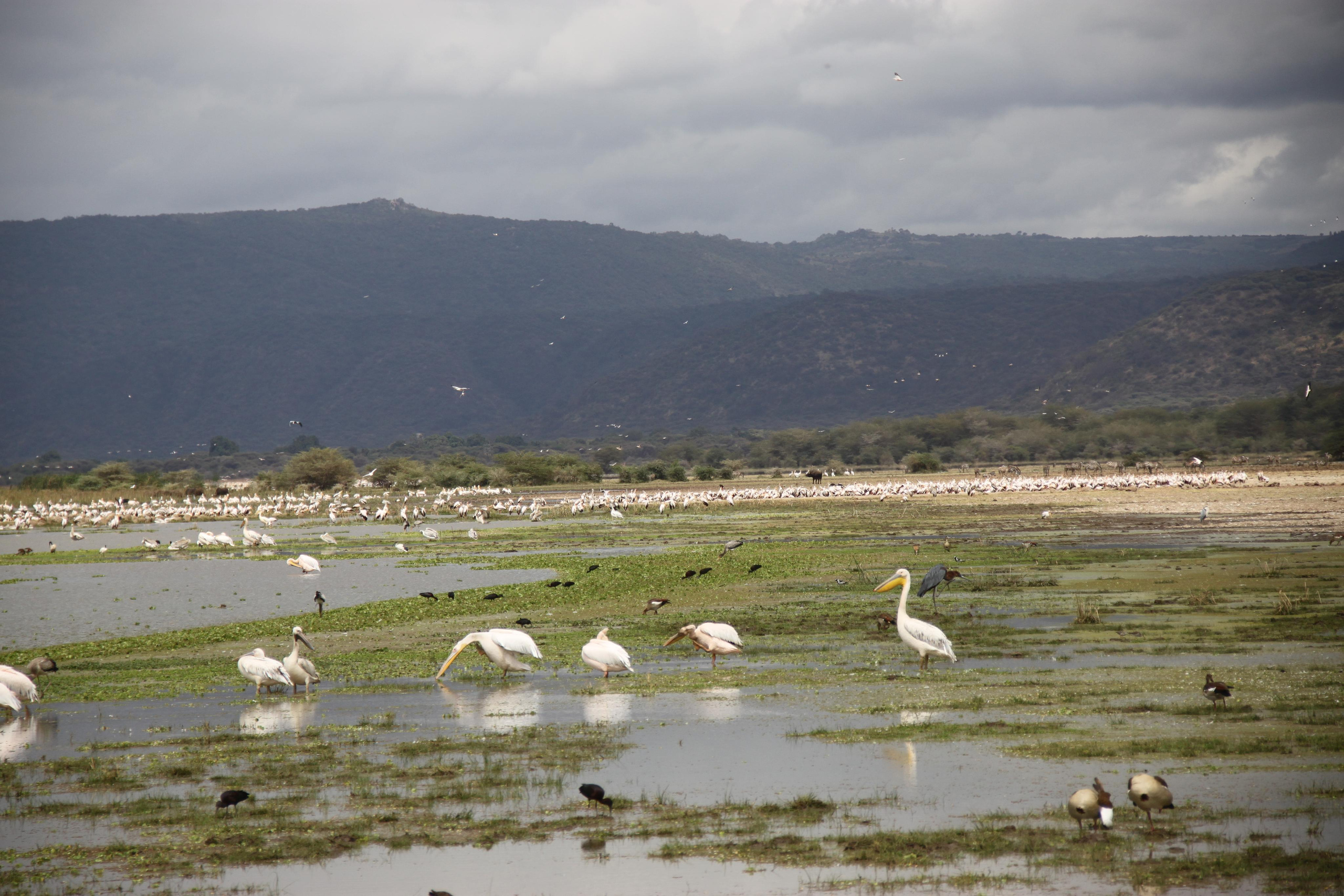 Lake Manyara National Park. Andrey Filippov Photographer