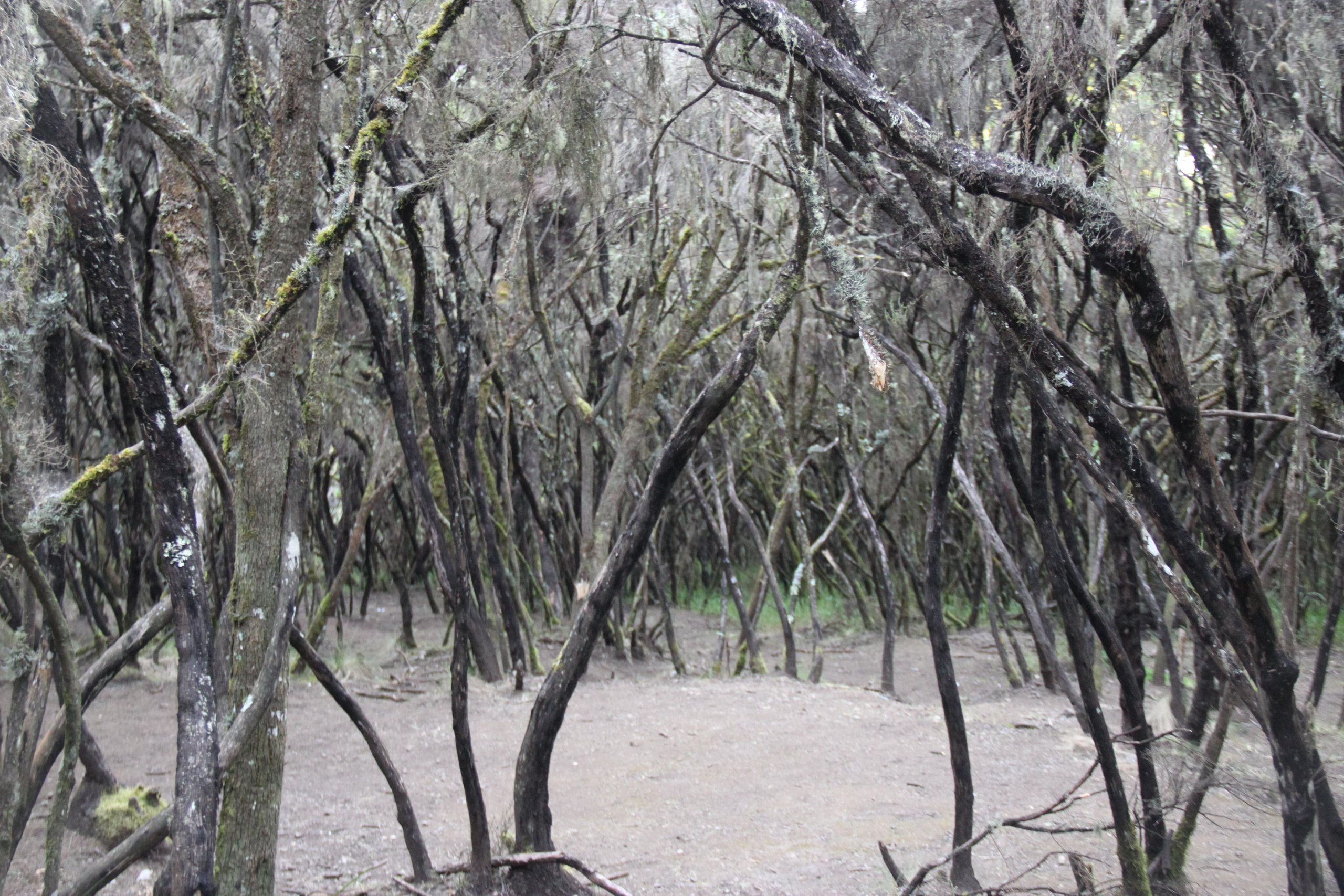 Mount Kilimanjaro. Andrey Filippov Photographer