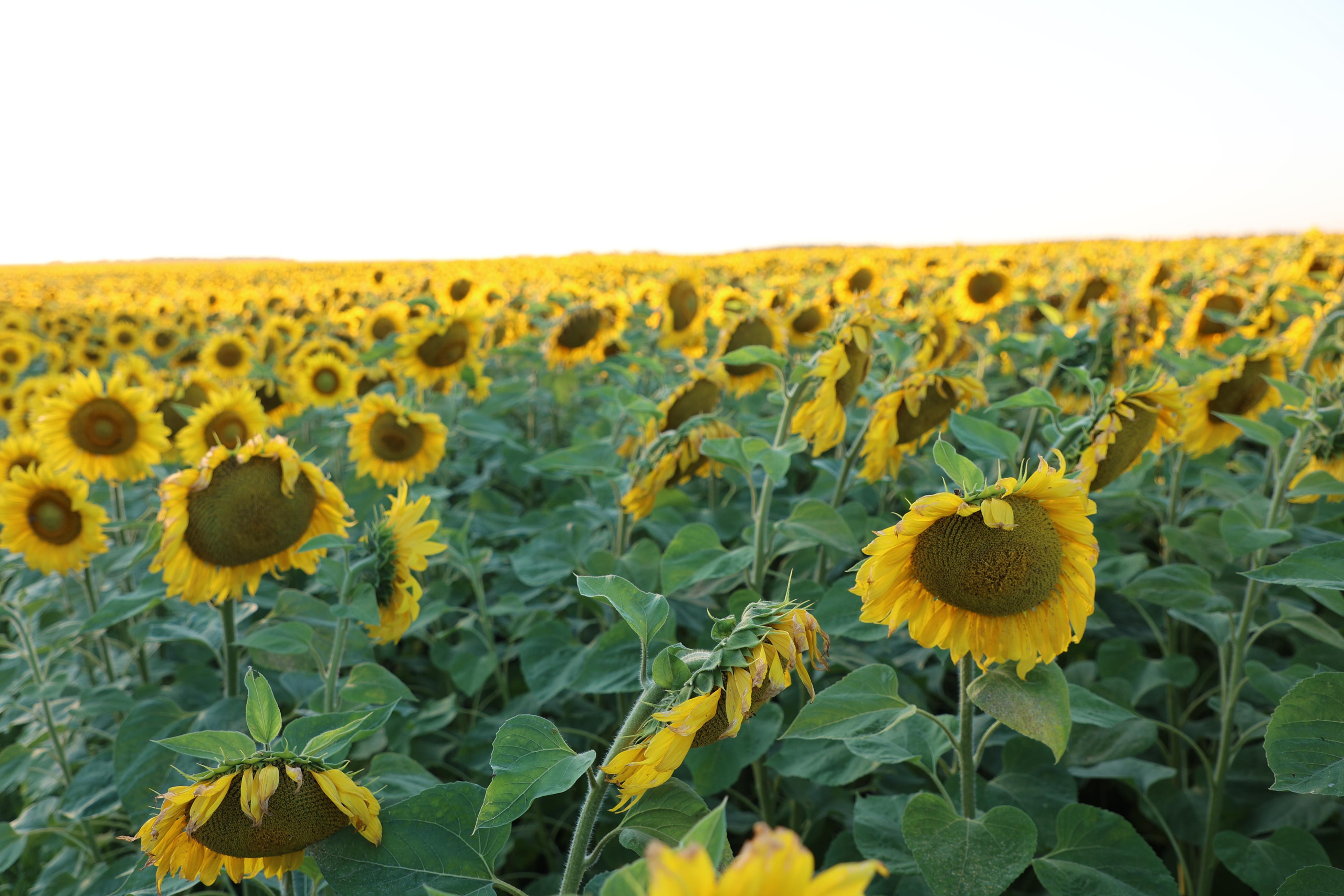 Sunflower Field. Andrey Filippov Photographer