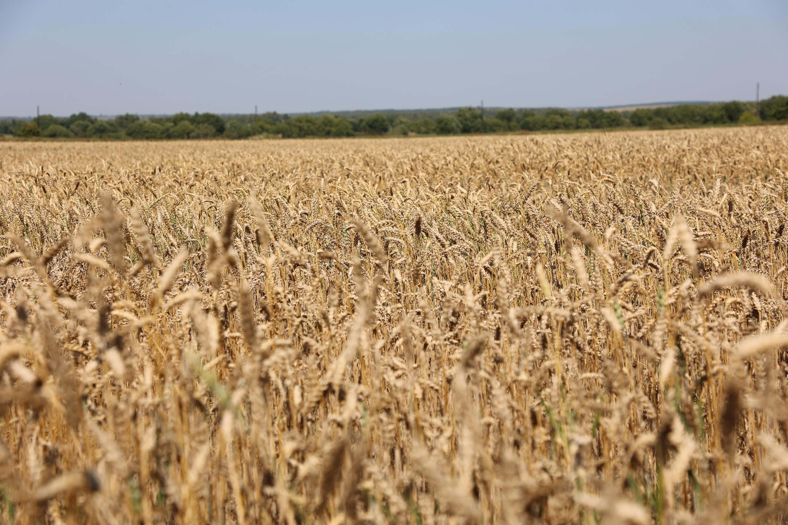 Wheat Field. Andrey Filippov Photographer