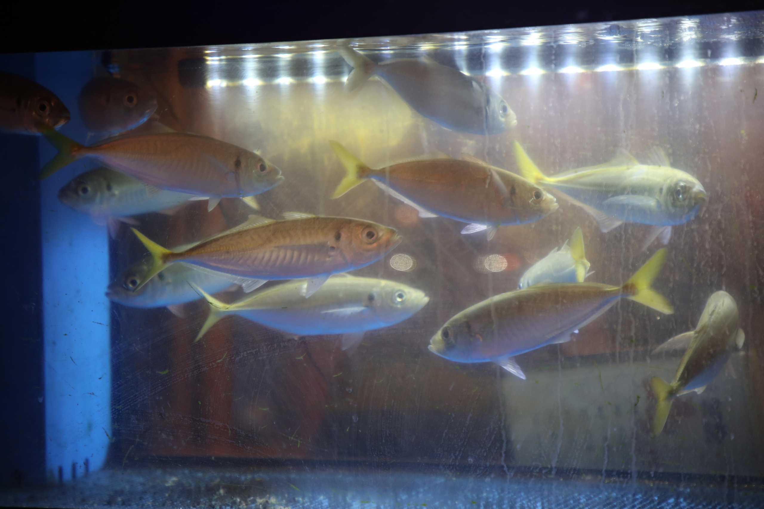 Japan. Andrey Filippov Photographer