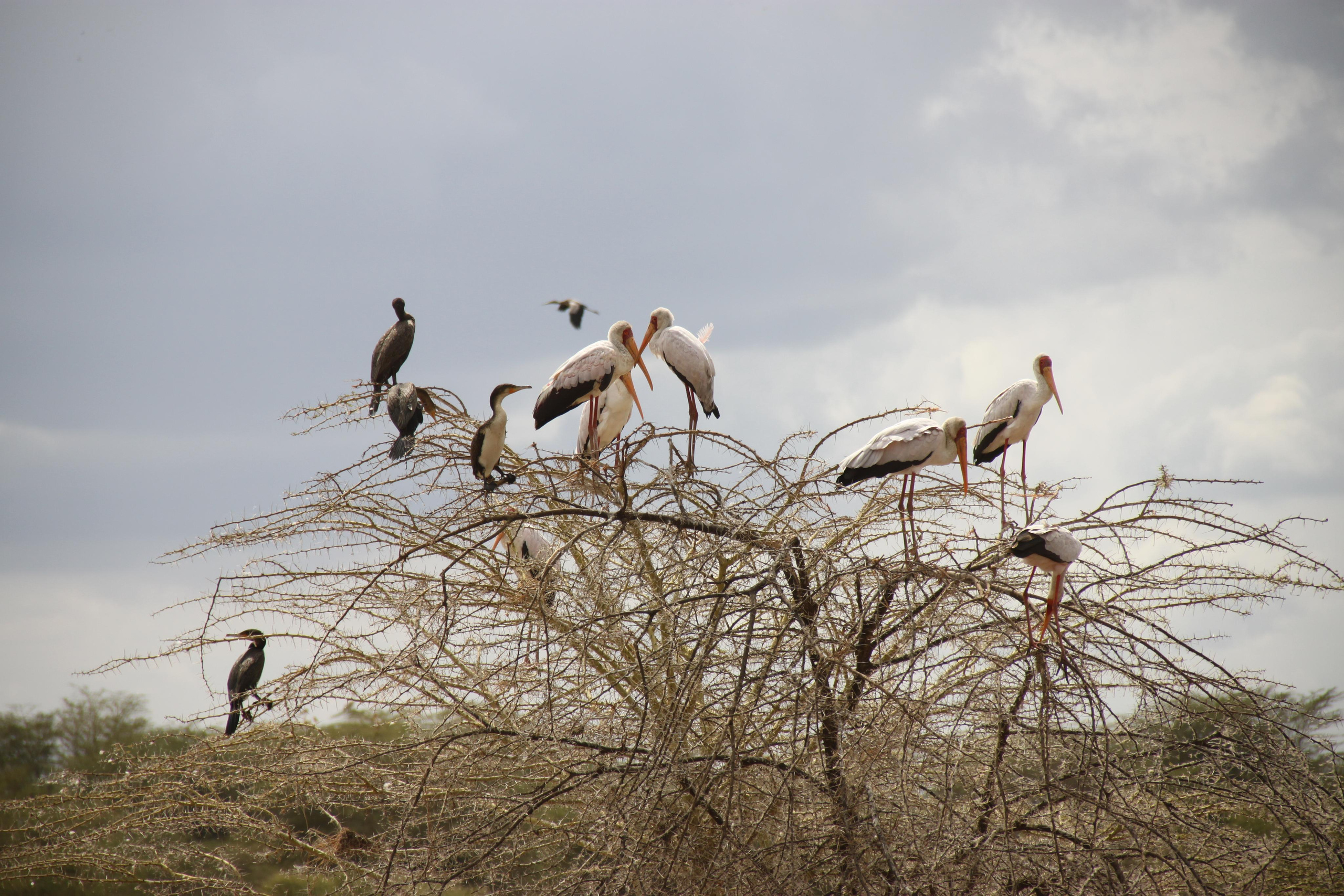 Lake Manyara National Park. Andrey Filippov Photographer