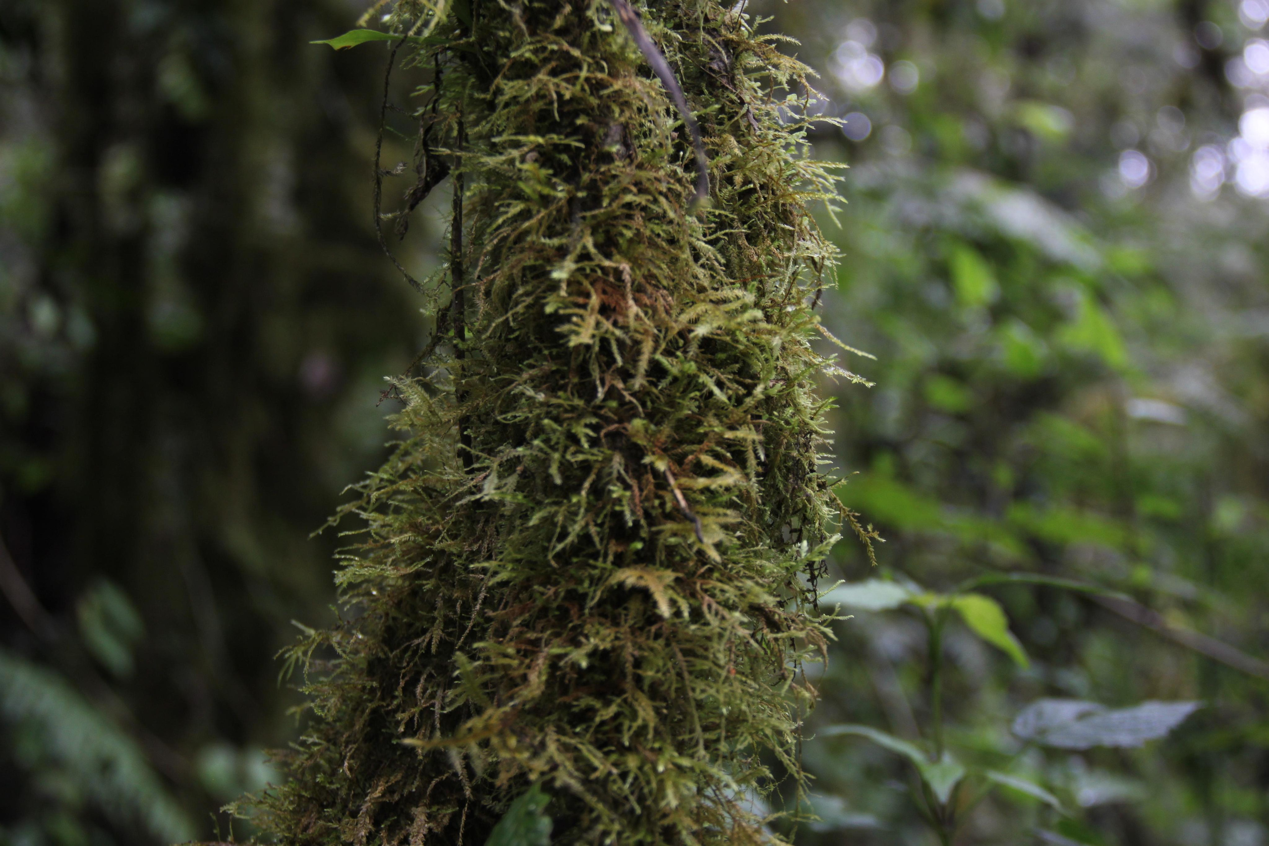 Mount Kilimanjaro. Andrey Filippov Photographer