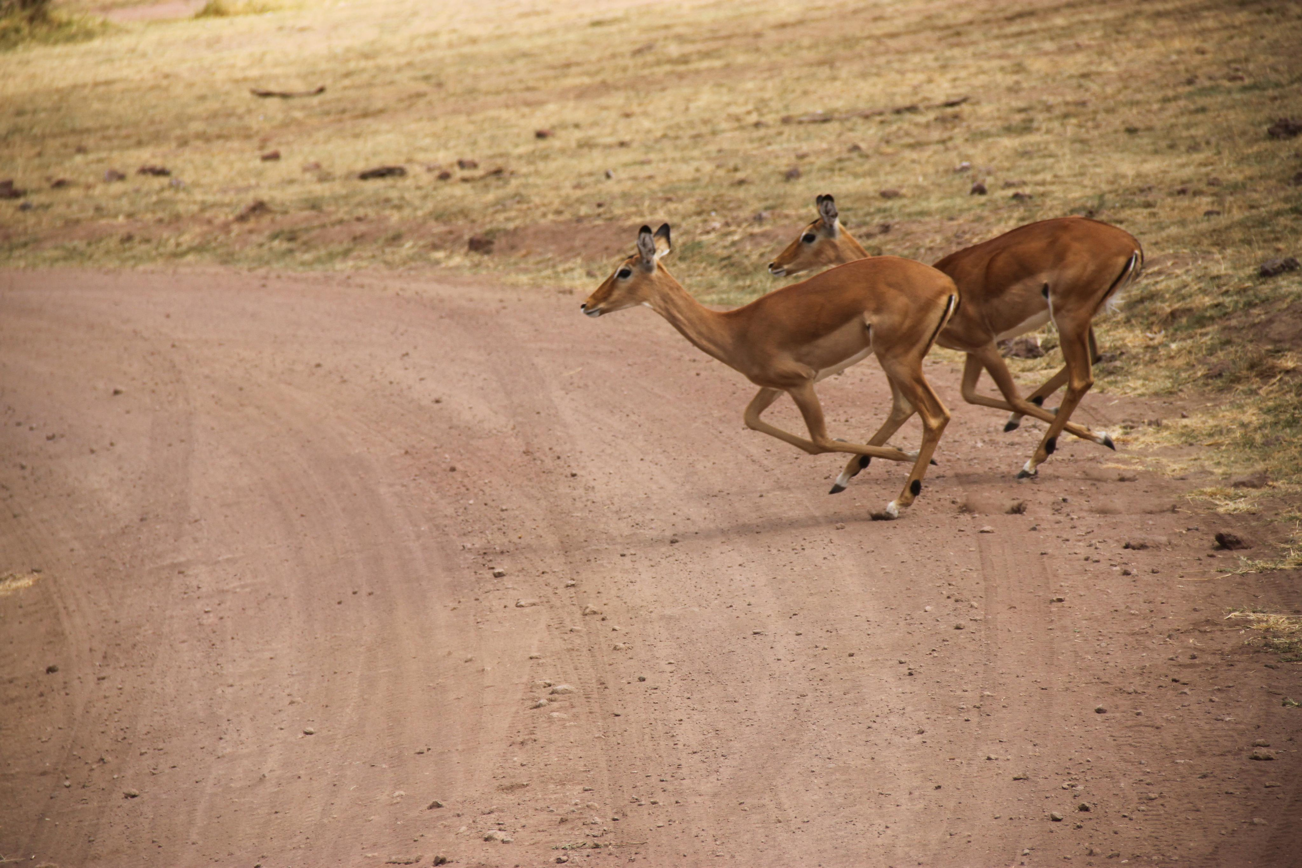 Lake Manyara National Park. Andrey Filippov Photographer