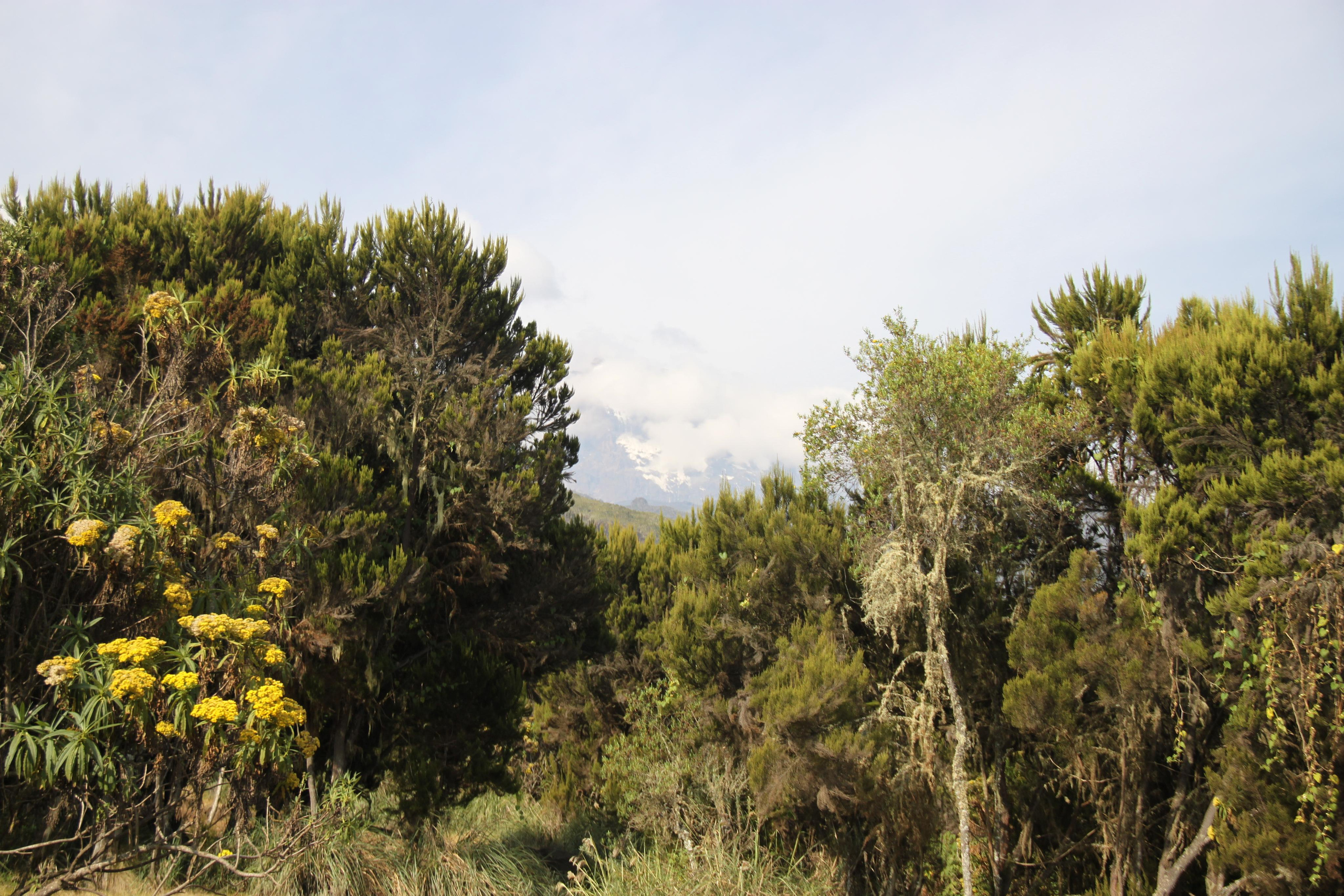 Mount Kilimanjaro. Andrey Filippov Photographer