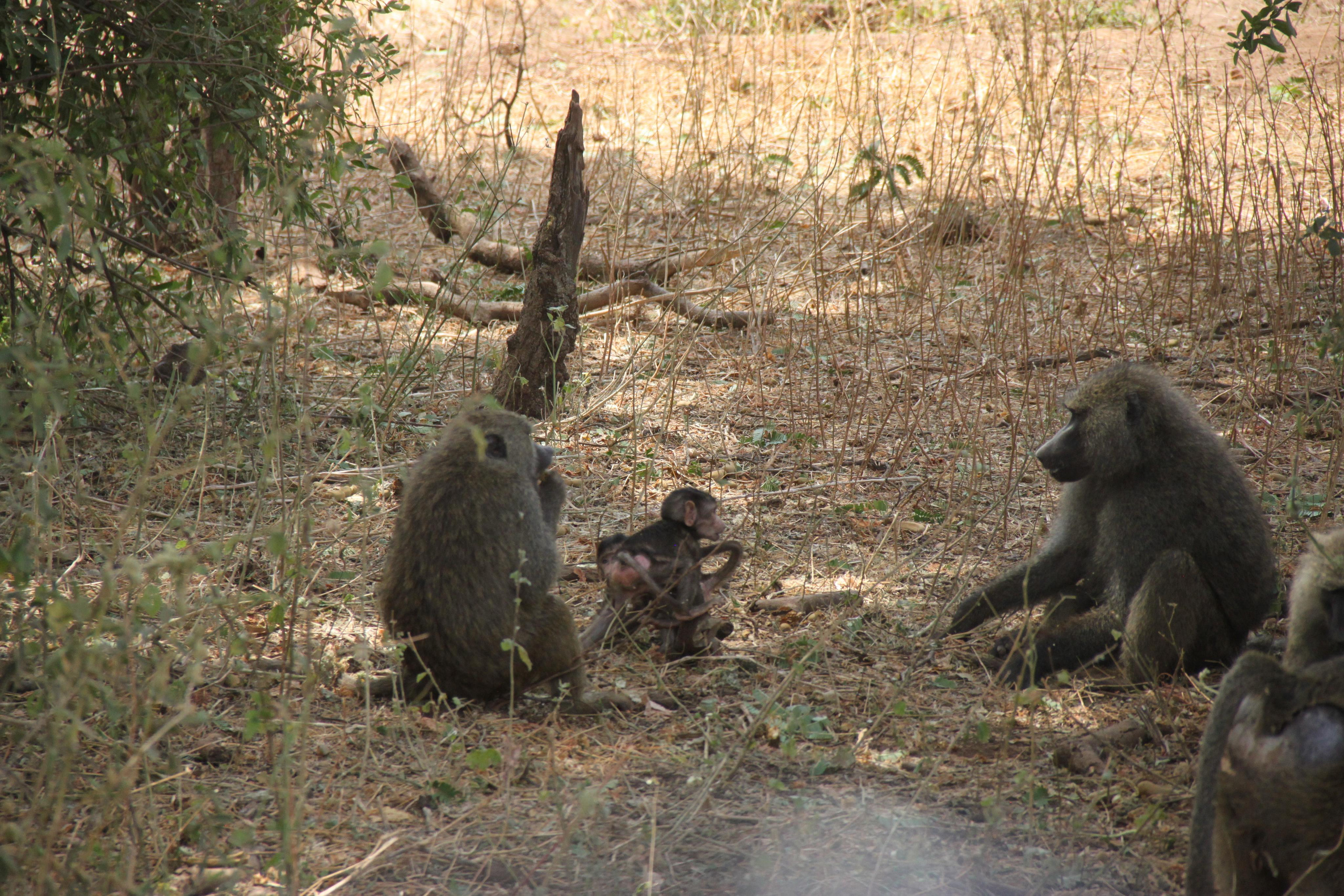 Lake Manyara National Park. Andrey Filippov Photographer