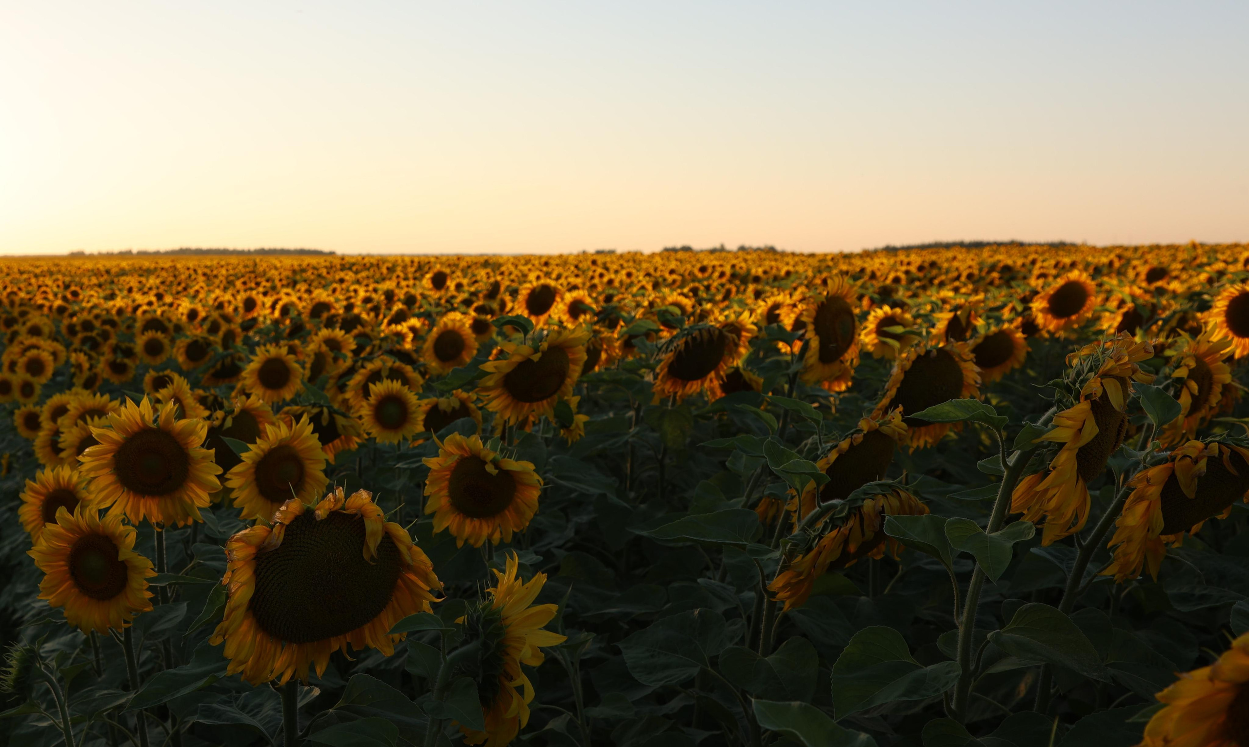 Sunflower Field. Andrey Filippov Photographer