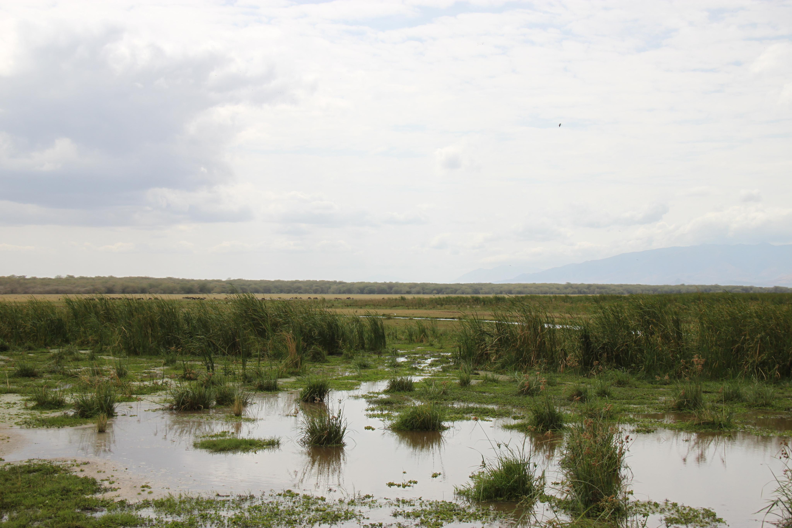 Lake Manyara National Park. Andrey Filippov Photographer