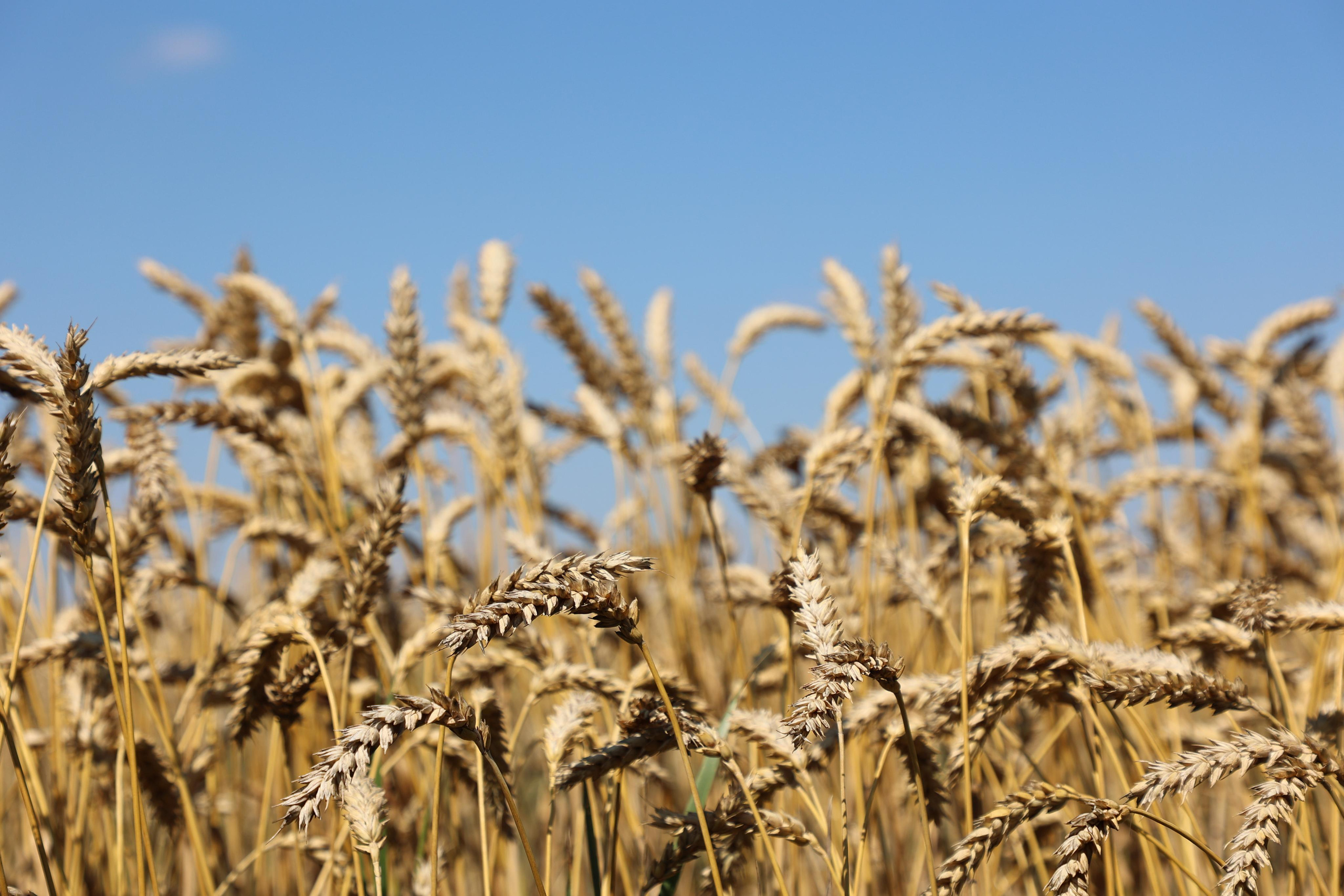 Wheat Field. Andrey Filippov Photographer
