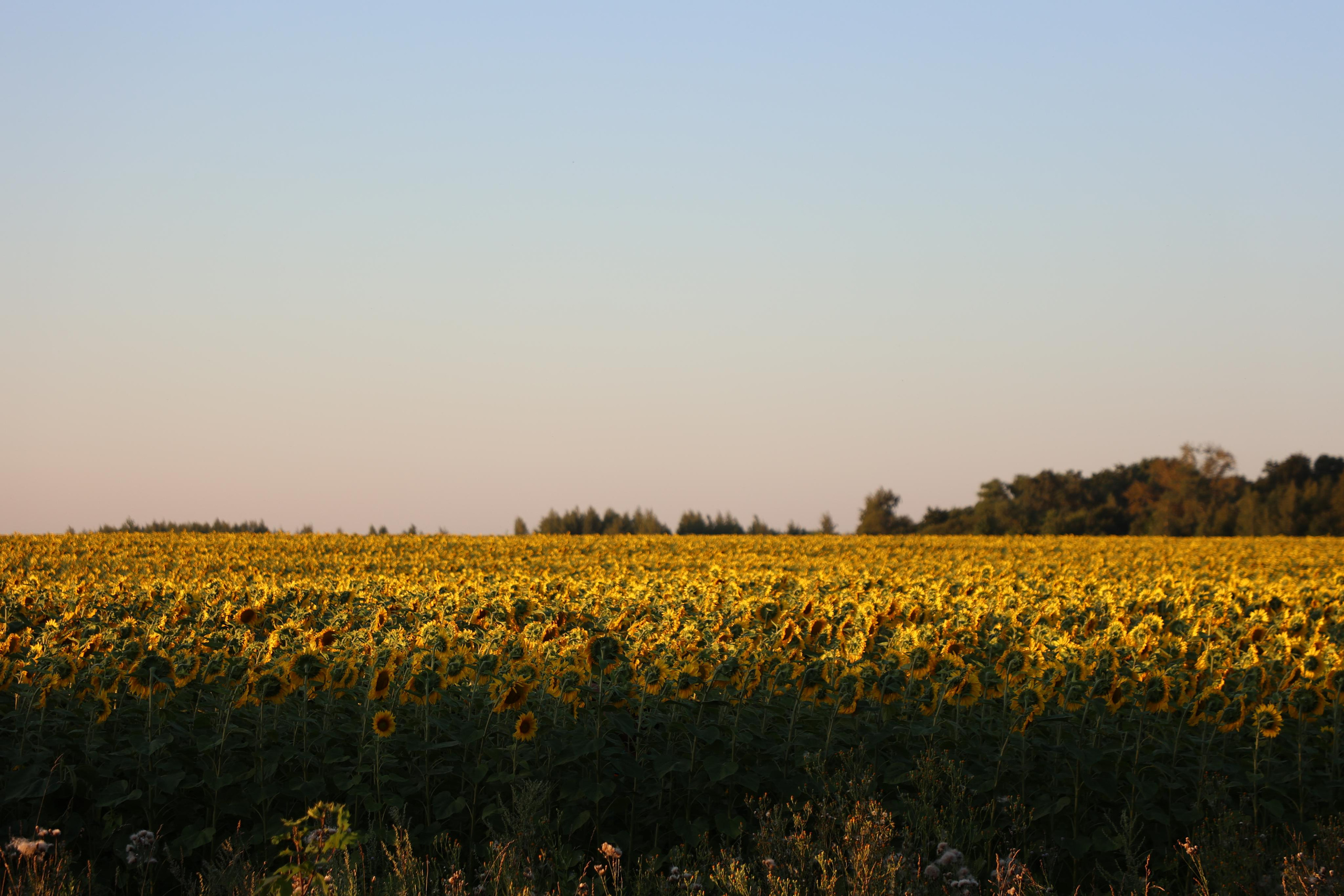 Sunflower Field. Andrey Filippov Photographer
