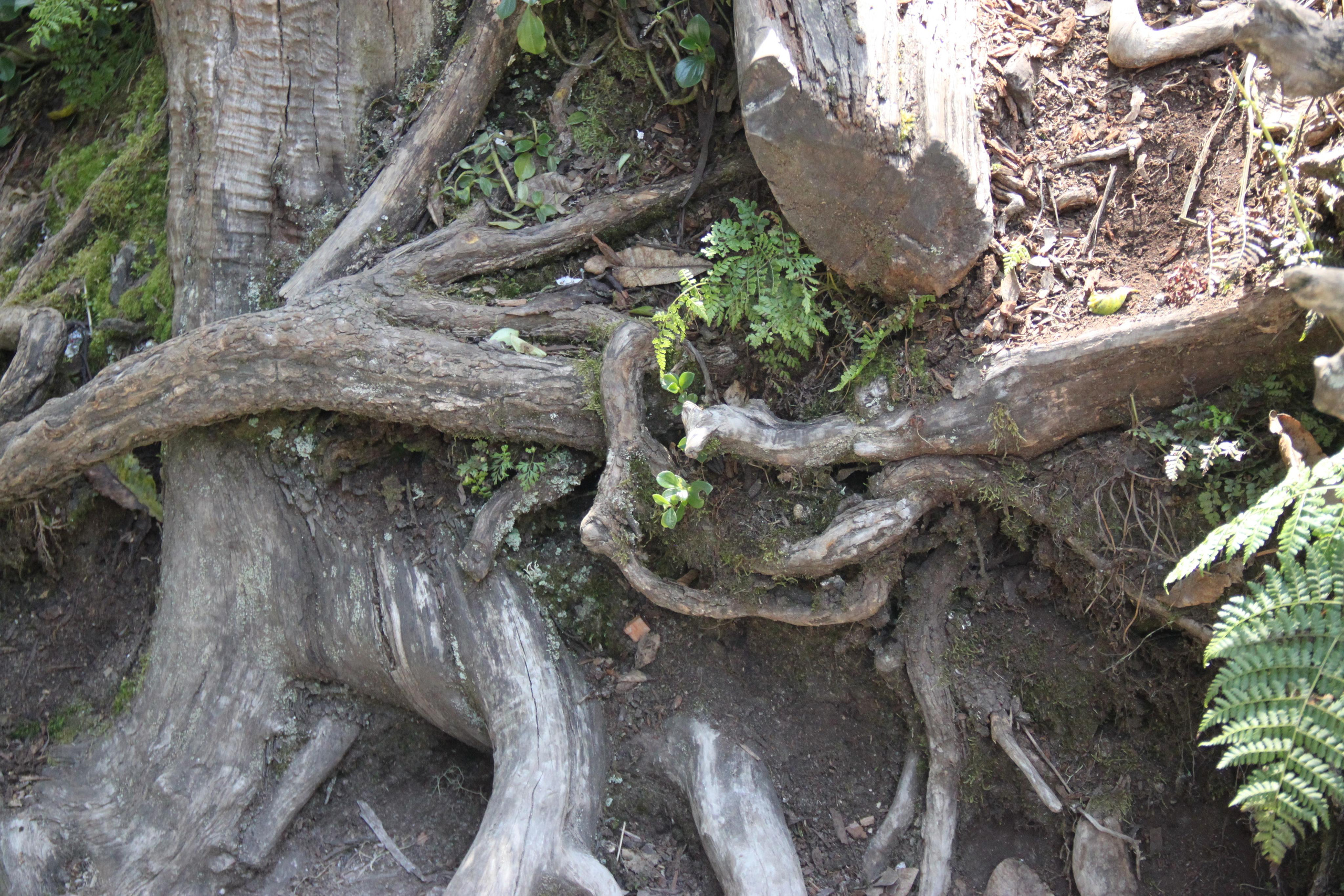 Mount Kilimanjaro. Andrey Filippov Photographer