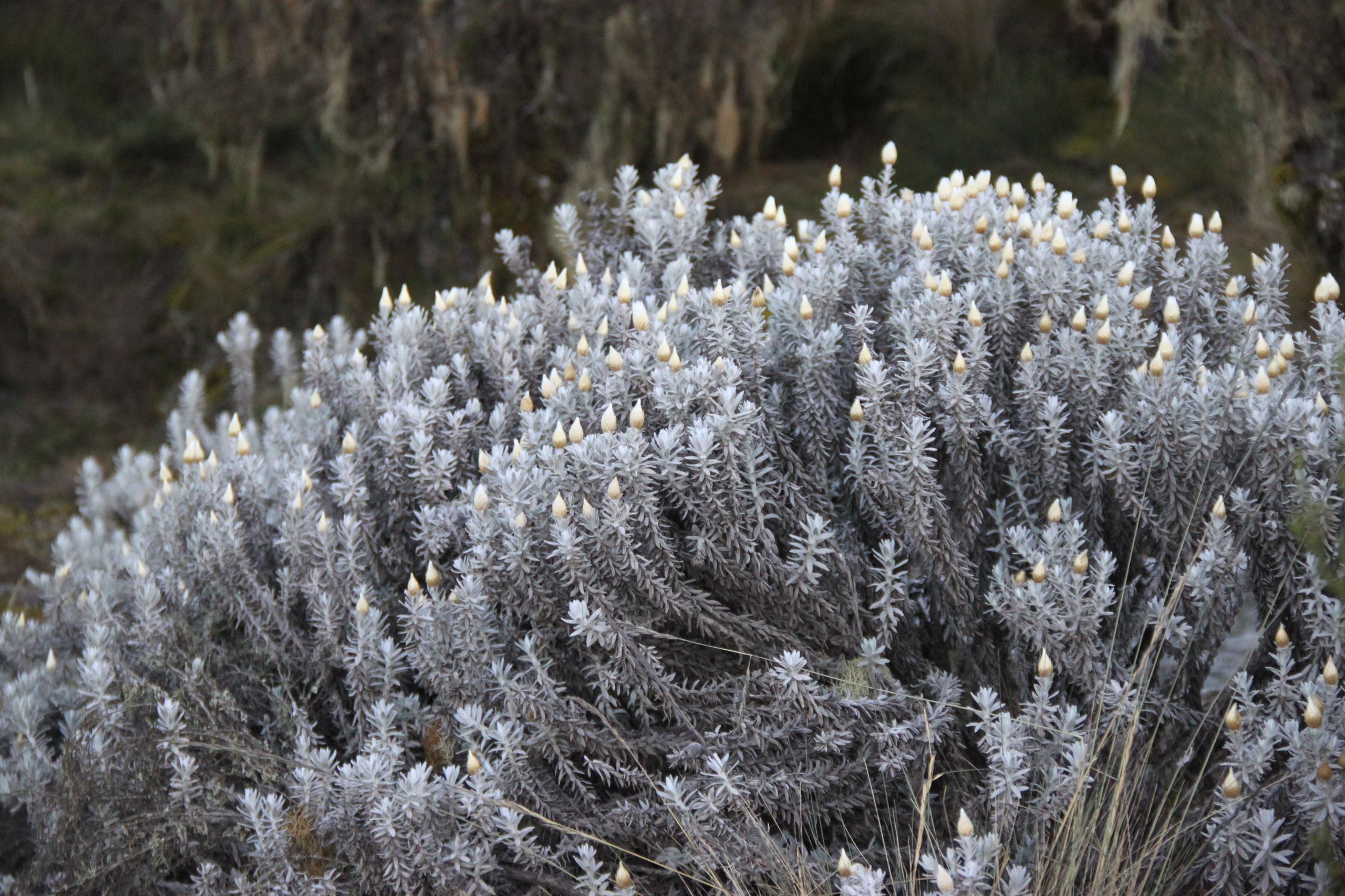 Mount Kilimanjaro. Andrey Filippov Photographer