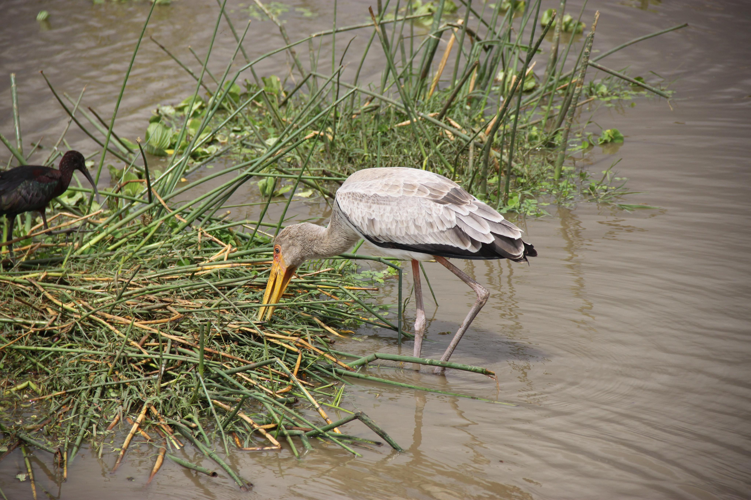Lake Manyara National Park. Andrey Filippov Photographer