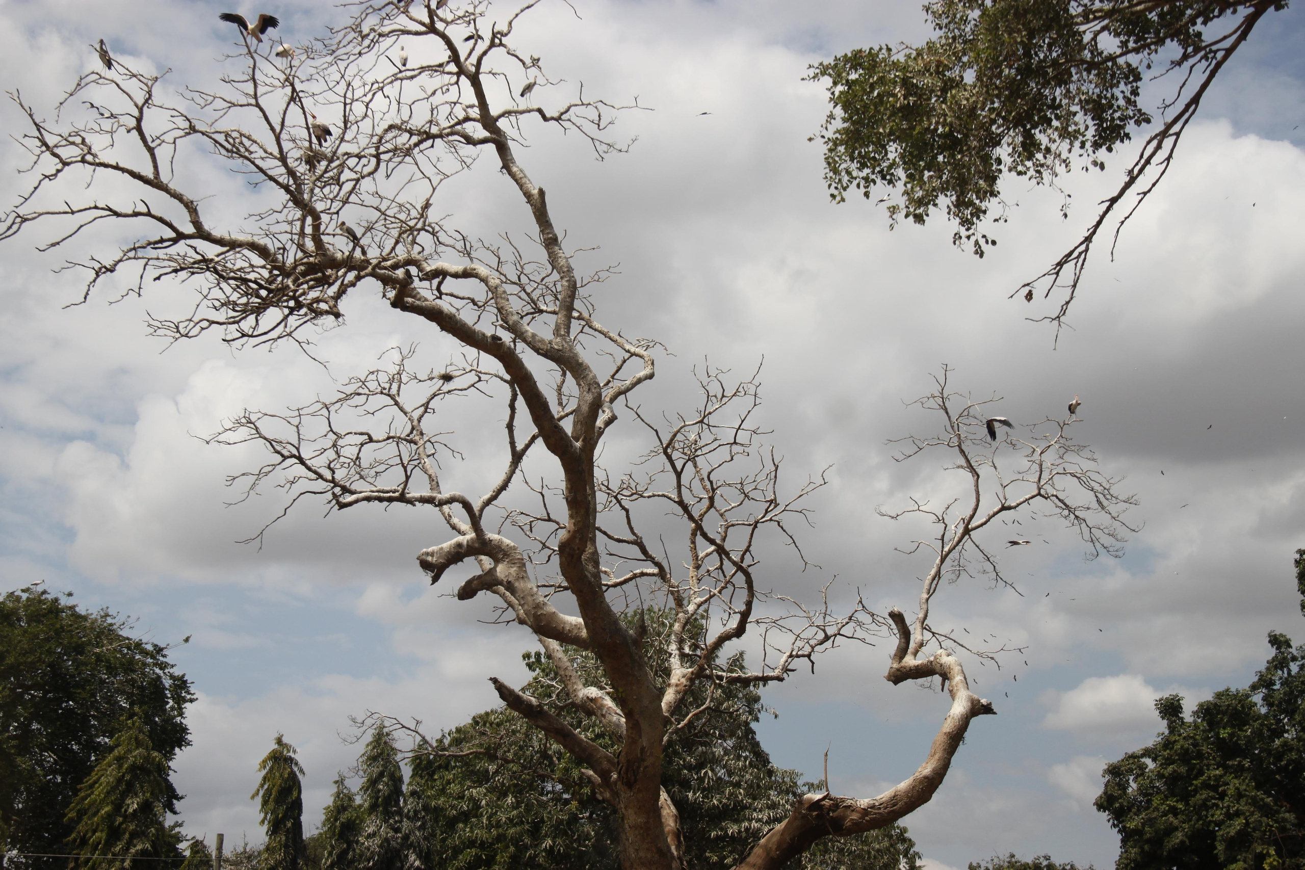 Lake Manyara National Park. Andrey Filippov Photographer