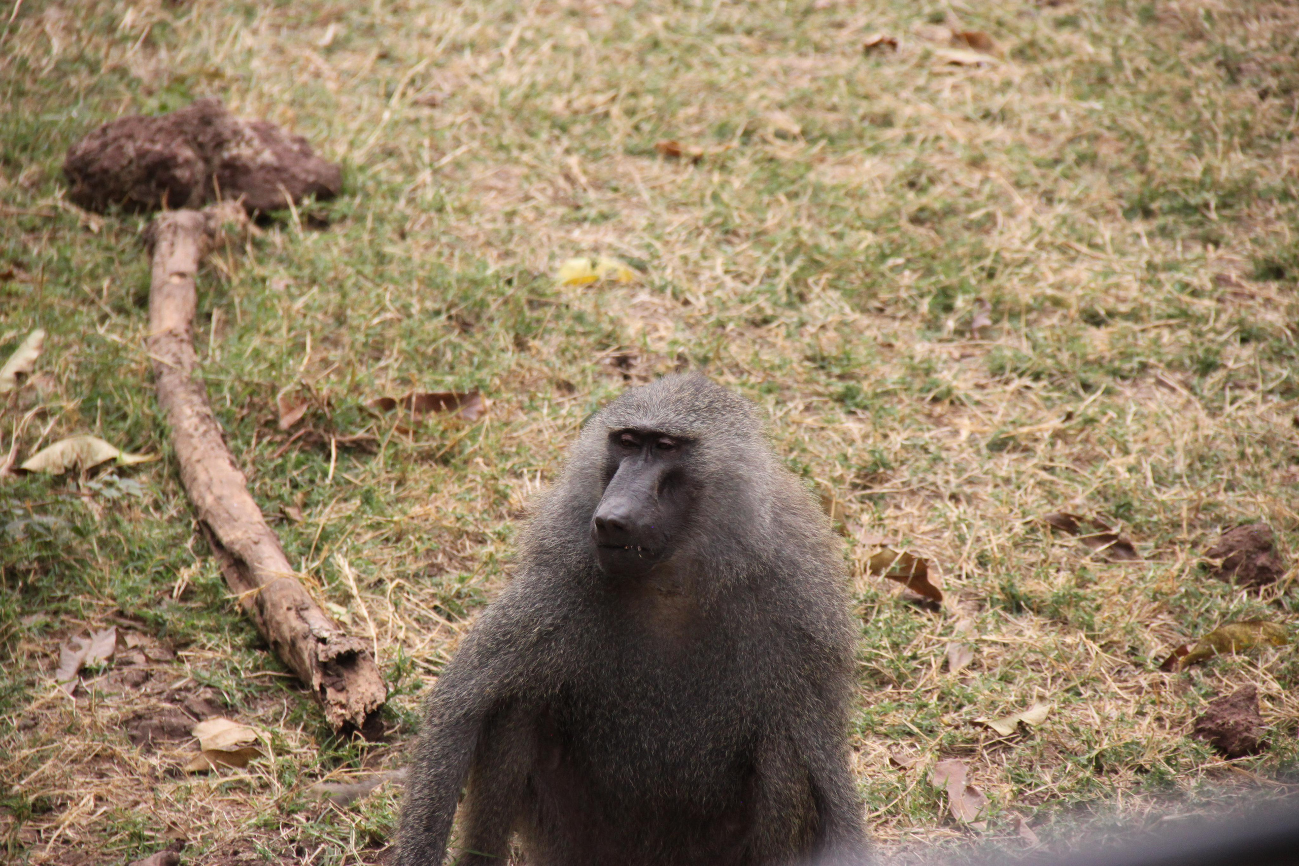 Lake Manyara National Park. Andrey Filippov Photographer