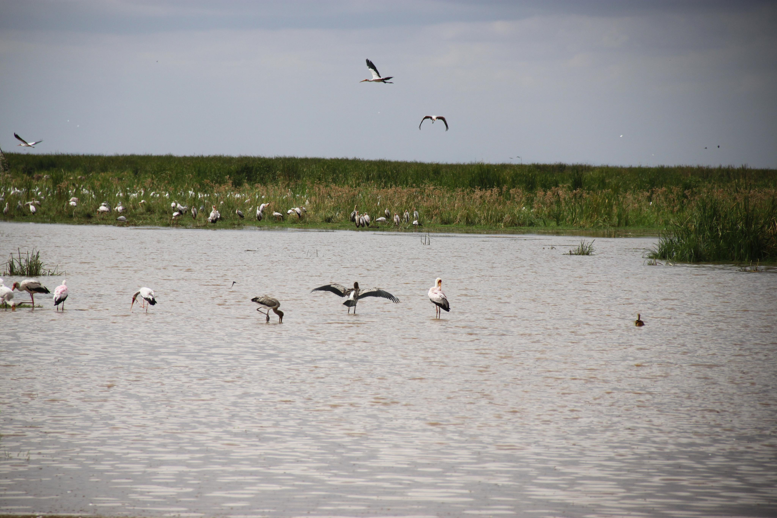 Lake Manyara National Park. Andrey Filippov Photographer