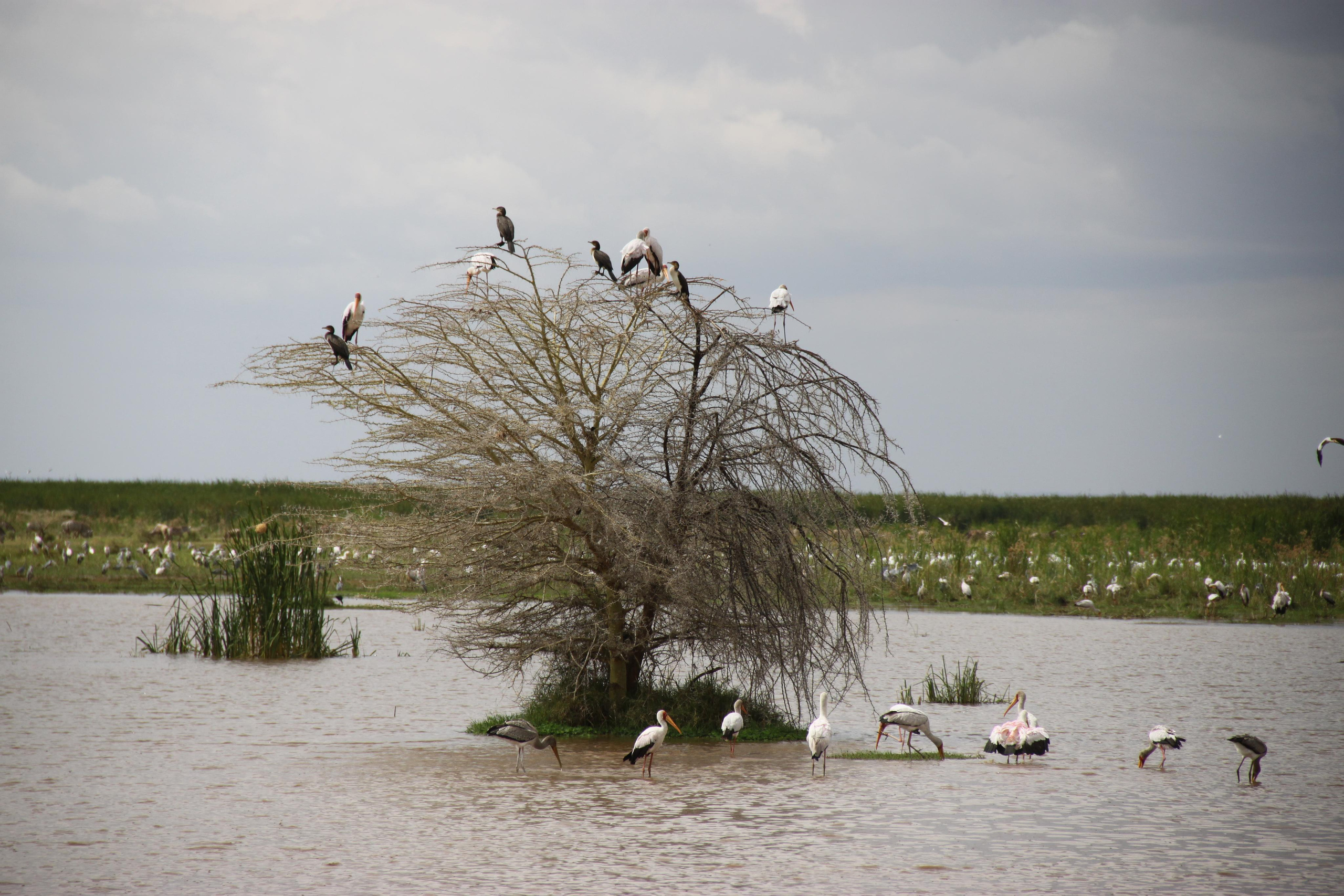 Lake Manyara National Park. Andrey Filippov Photographer