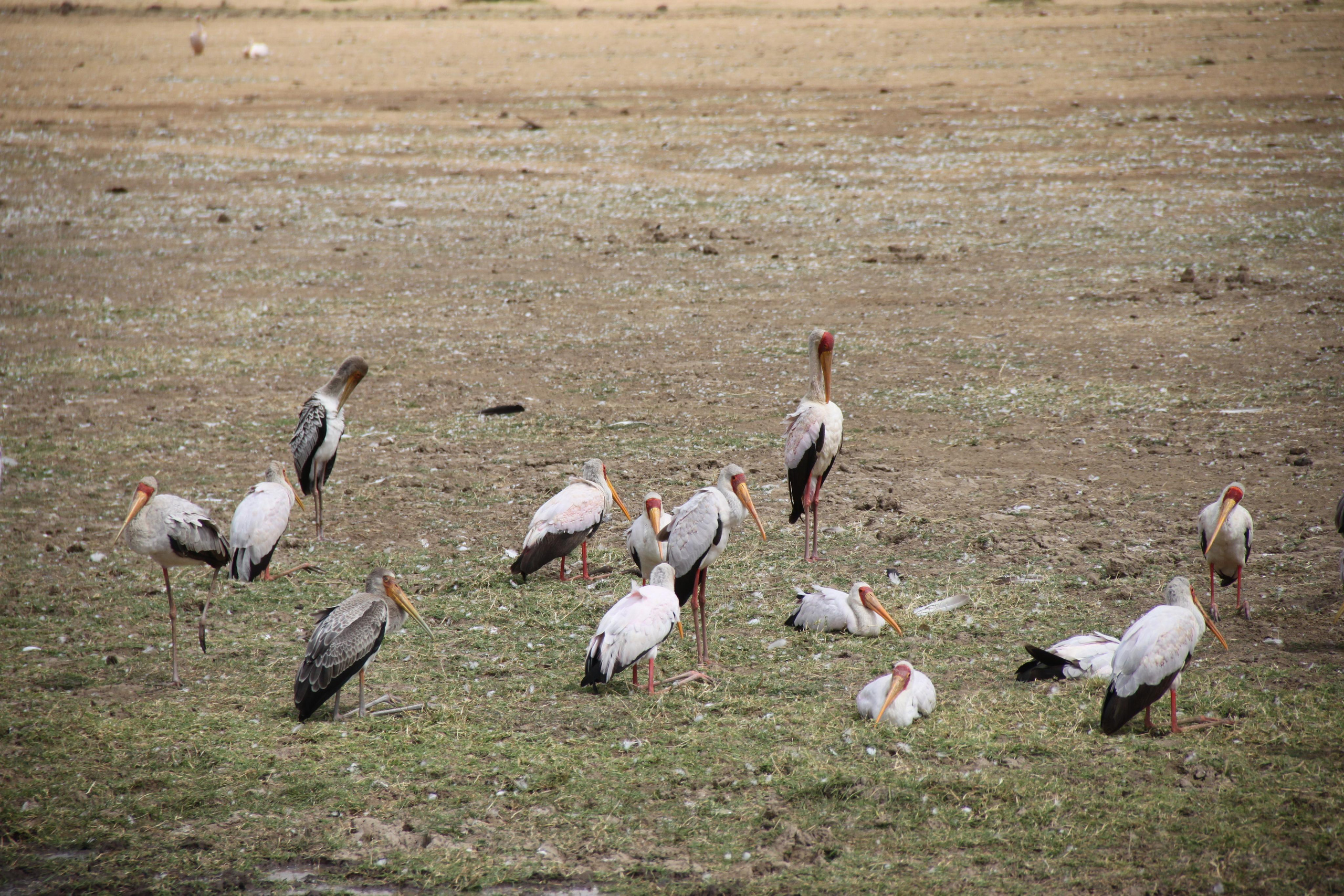 Lake Manyara National Park. Andrey Filippov Photographer