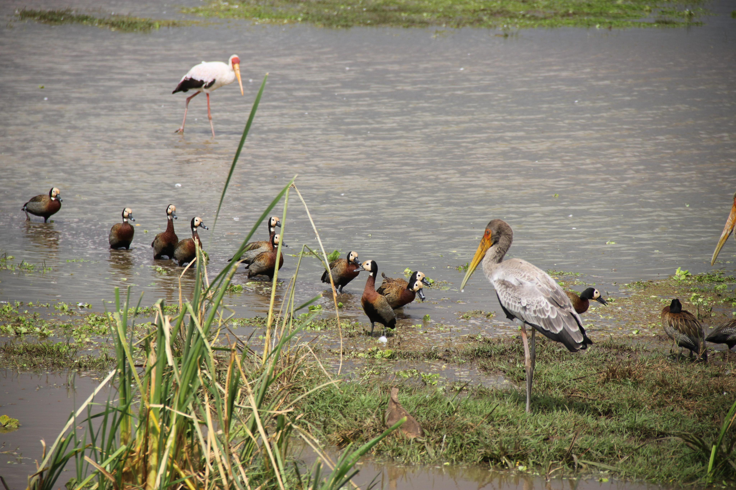 Lake Manyara National Park. Andrey Filippov Photographer