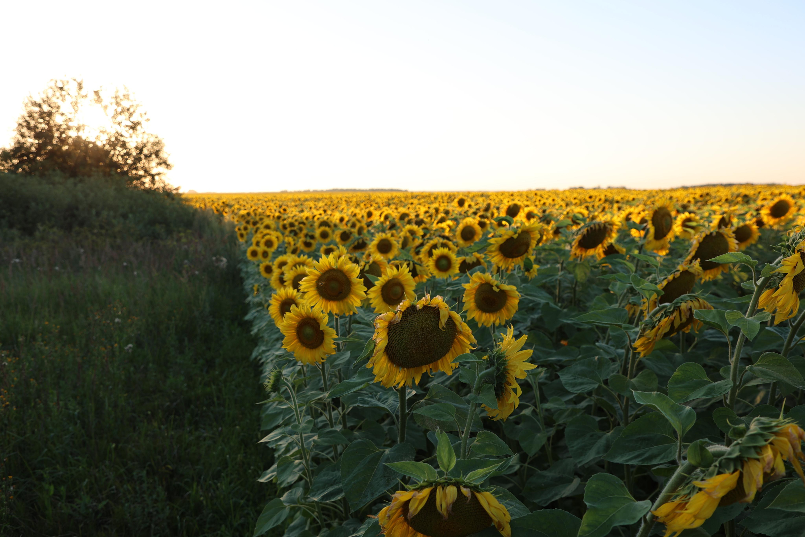 Sunflower Field. Andrey Filippov Photographer