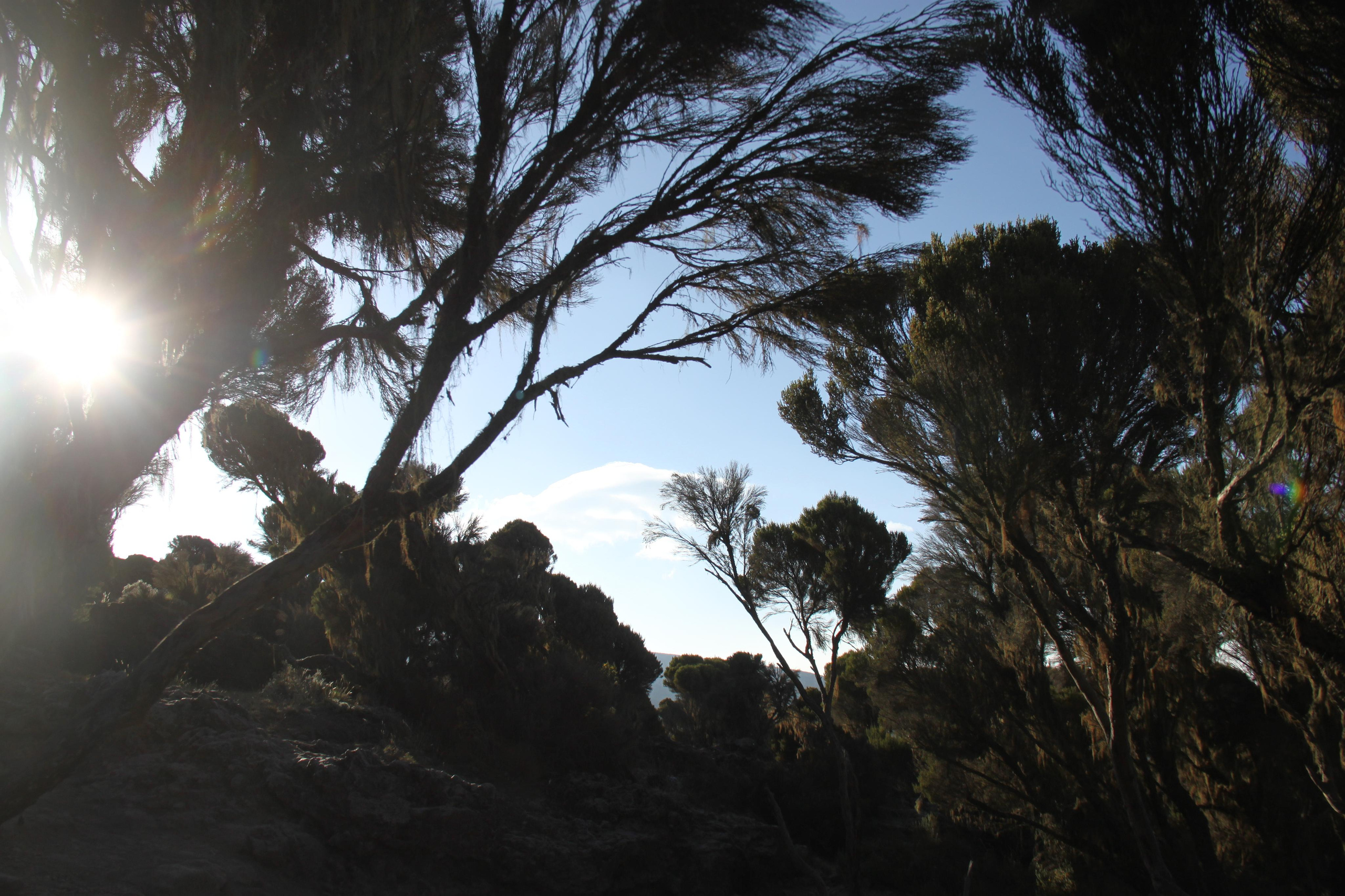 Mount Kilimanjaro. Andrey Filippov Photographer