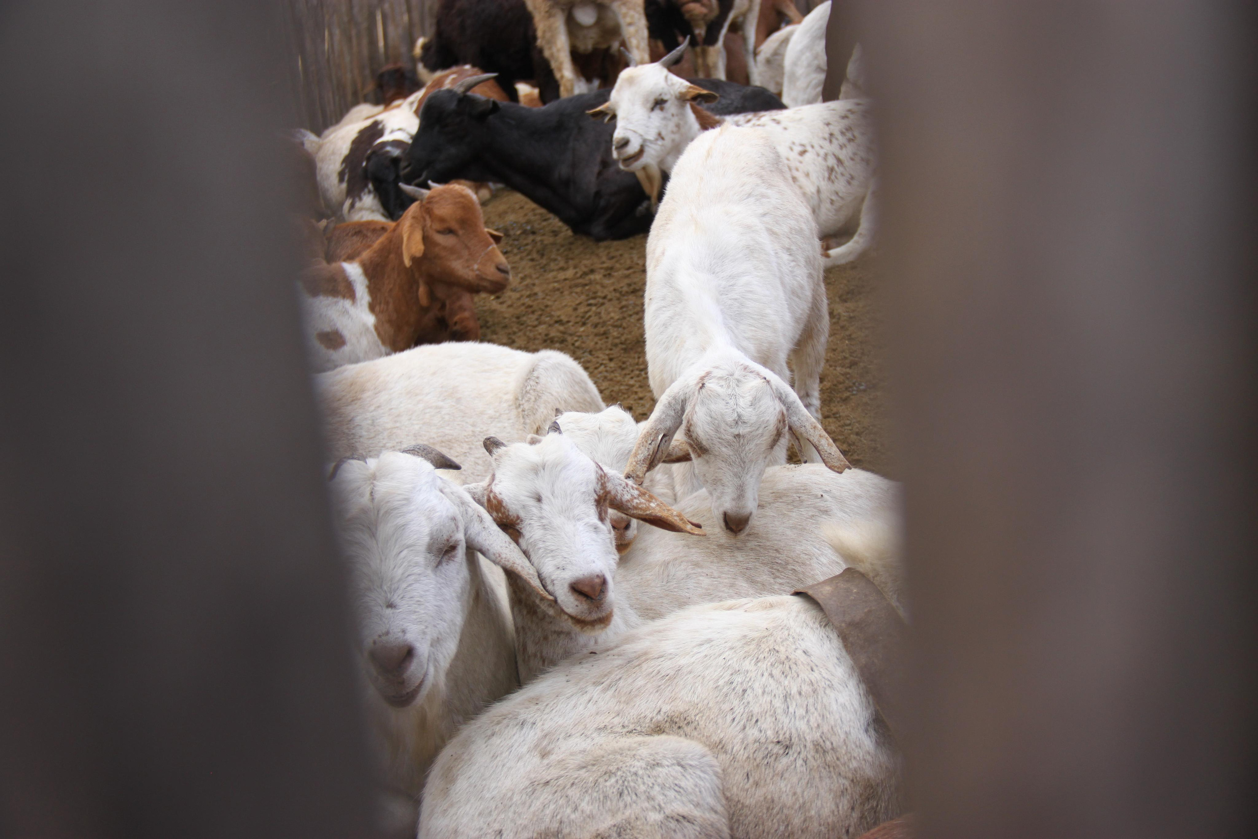 Maasai People, Tanzania. Andrey Filippov Photographer