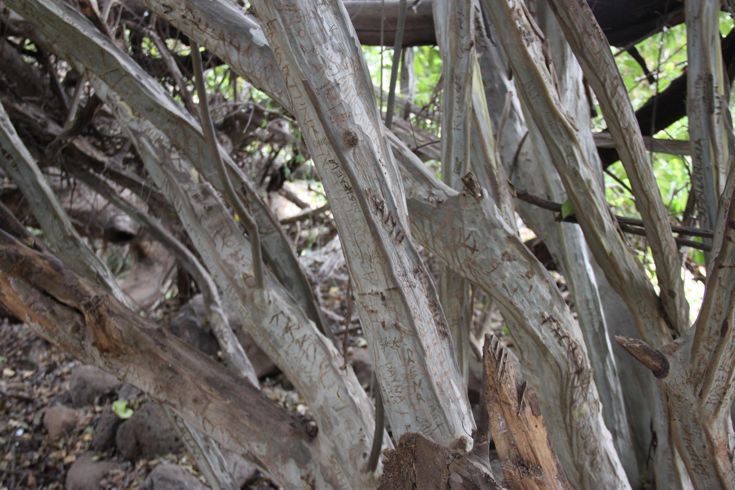 Lake Manyara National Park. Andrey Filippov Photographer