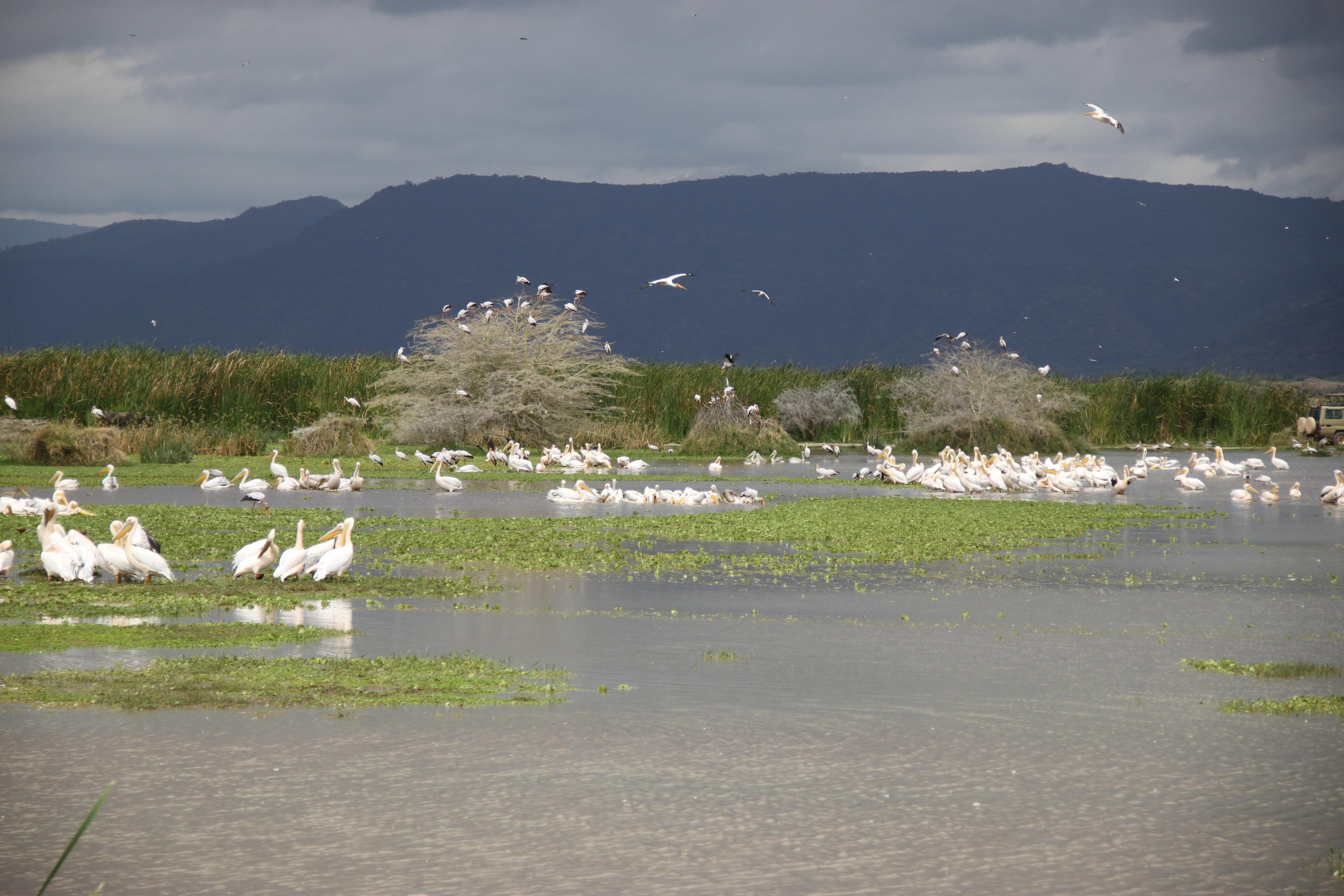 Lake Manyara National Park. Andrey Filippov Photographer
