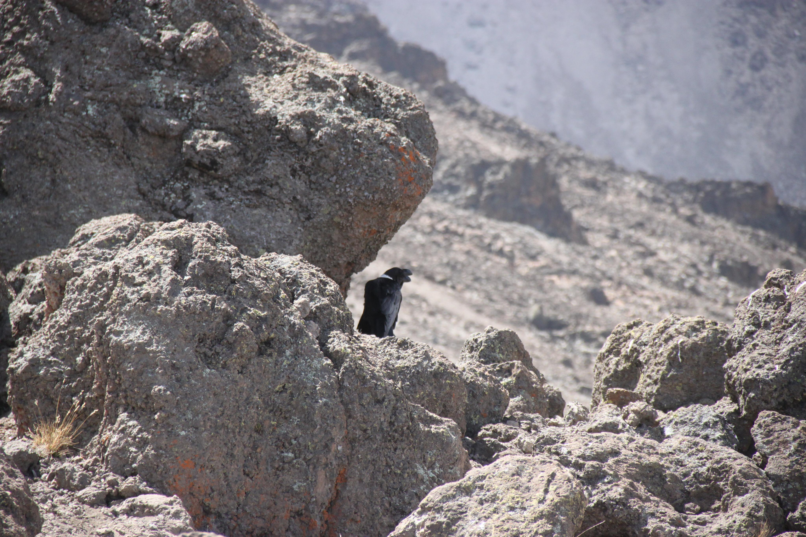 Mount Kilimanjaro. Andrey Filippov Photographer