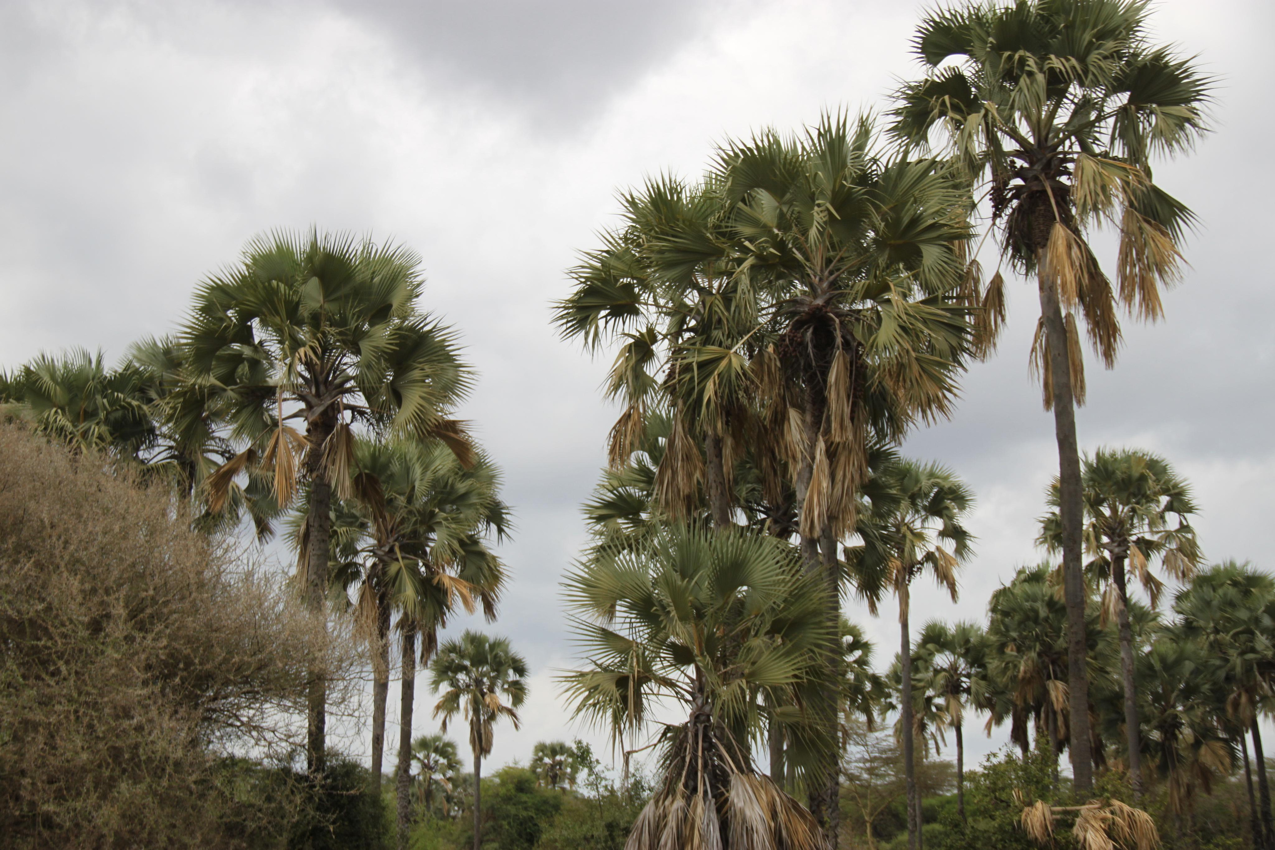 Lake Manyara National Park. Andrey Filippov Photographer