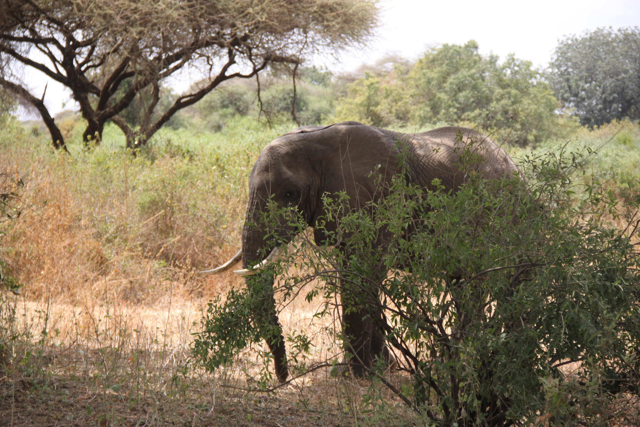 Lake Manyara National Park. Andrey Filippov Photographer