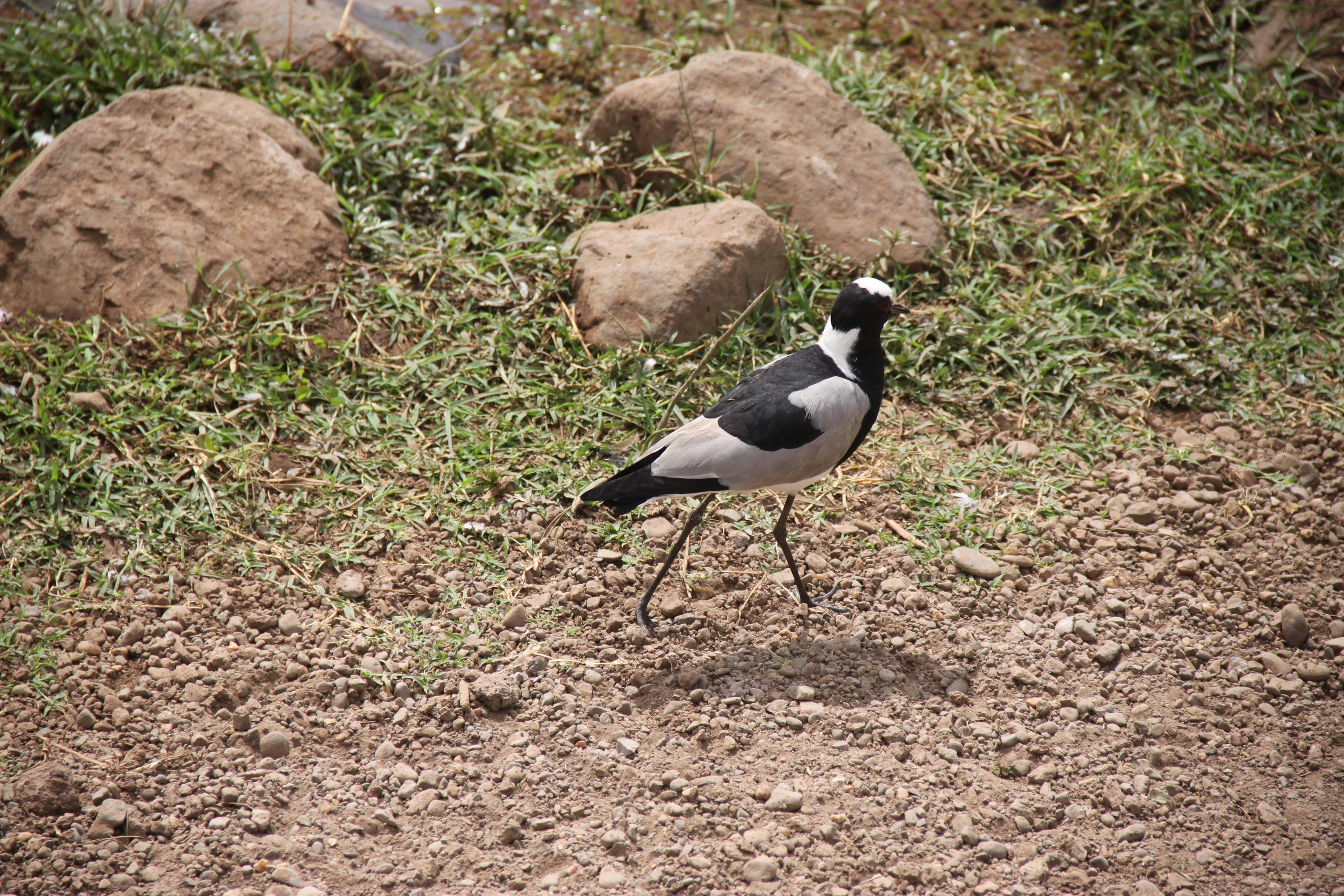 Lake Manyara National Park. Andrey Filippov Photographer