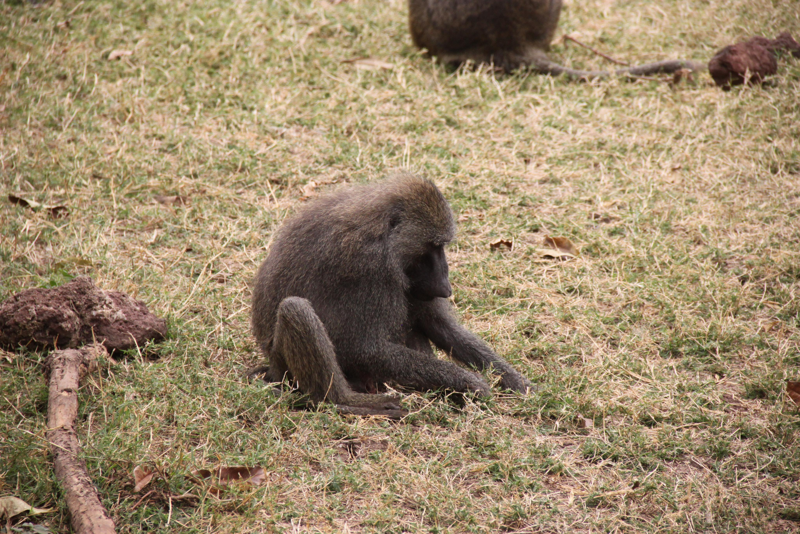 Lake Manyara National Park. Andrey Filippov Photographer