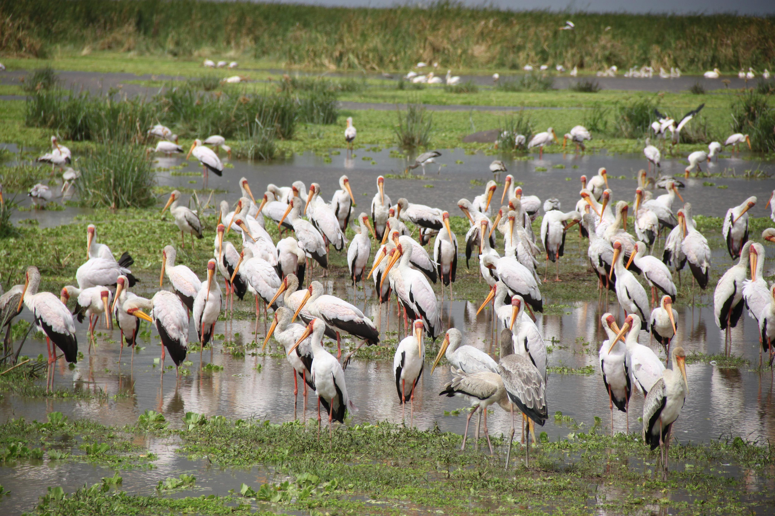 Lake Manyara National Park. Andrey Filippov Photographer