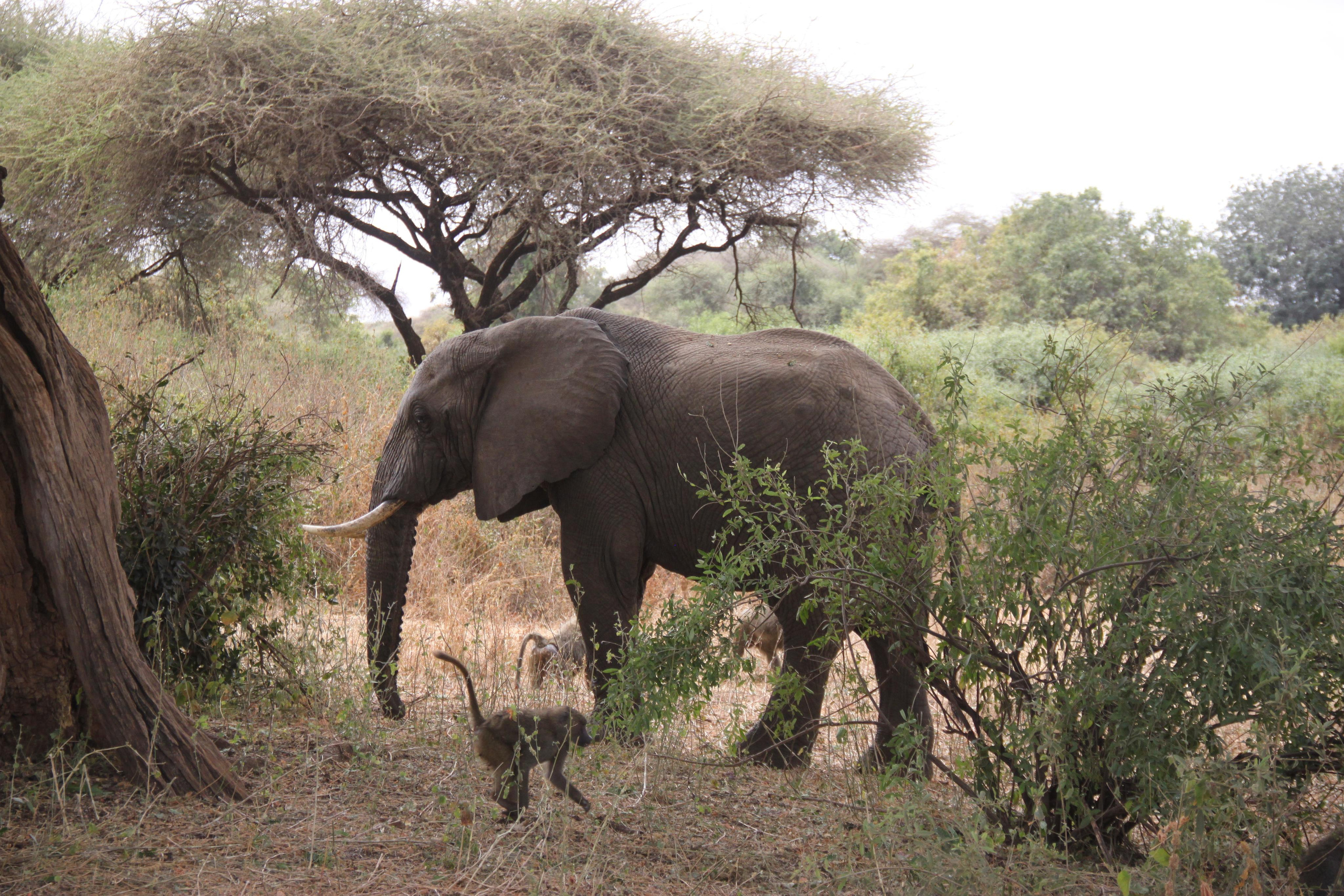 Lake Manyara National Park. Andrey Filippov Photographer
