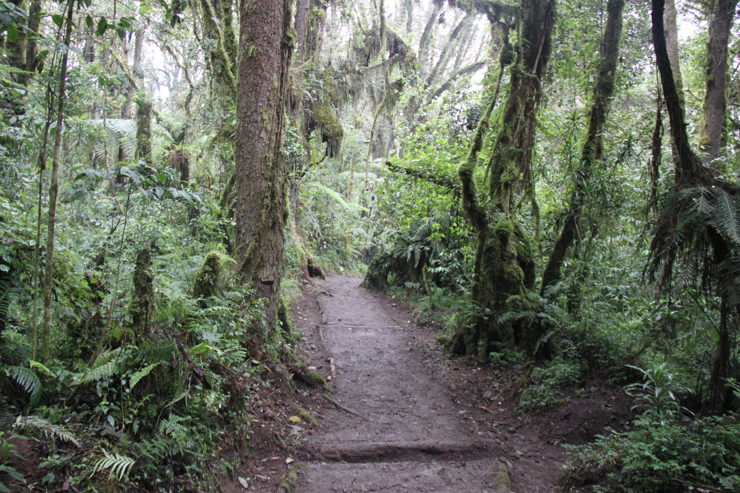 Mount Kilimanjaro. Andrey Filippov Photographer