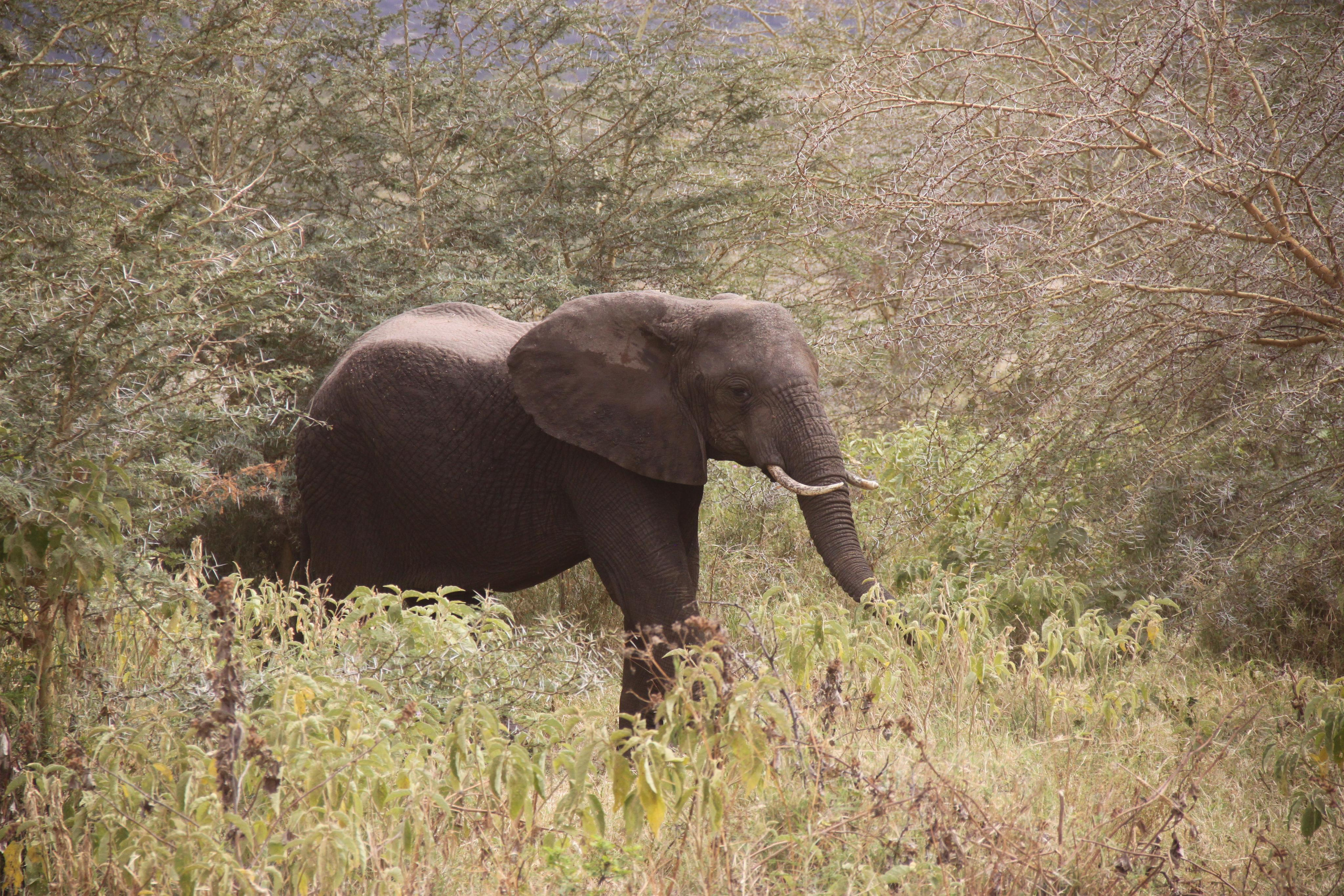 Lake Manyara National Park. Andrey Filippov Photographer