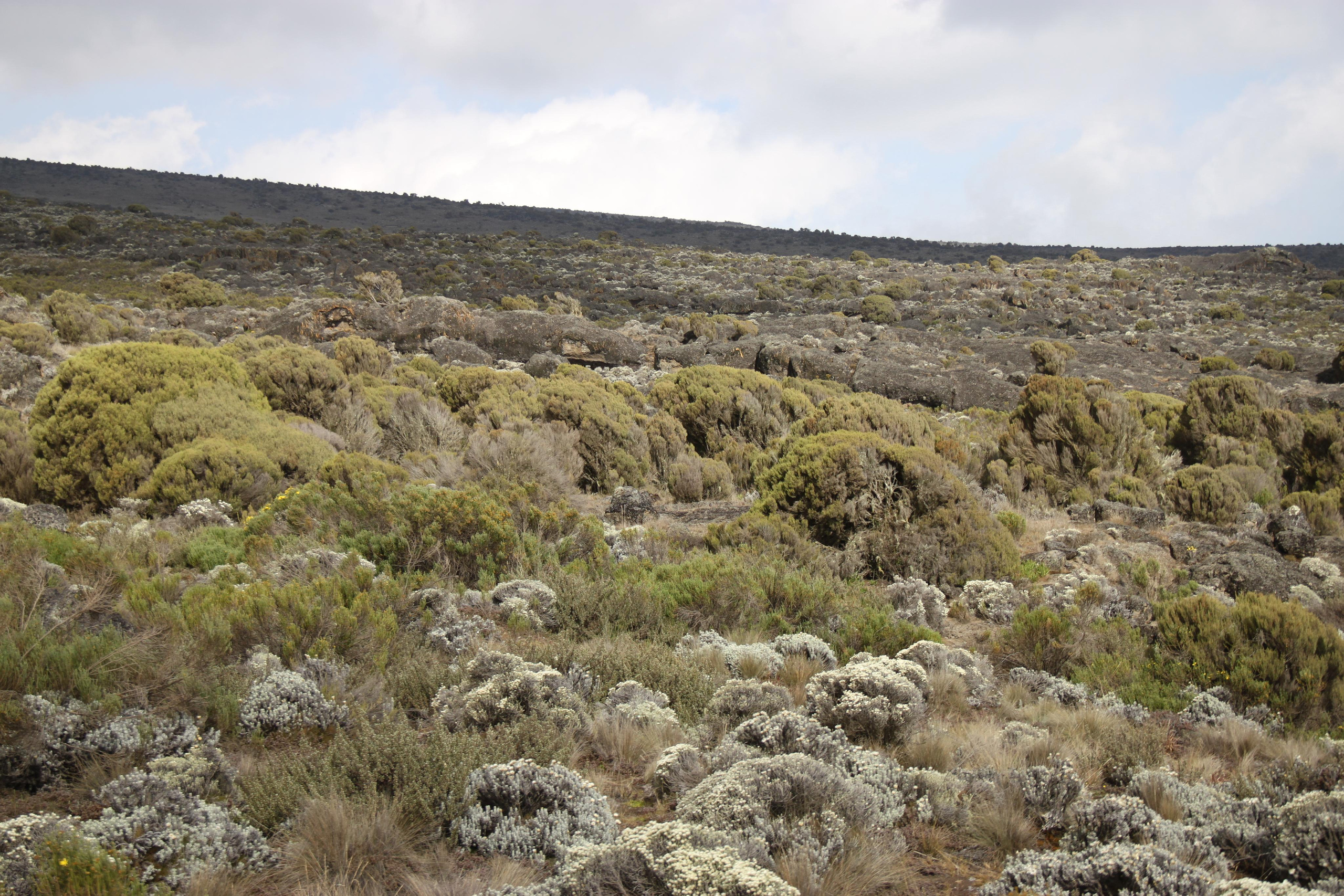 Mount Kilimanjaro. Andrey Filippov Photographer
