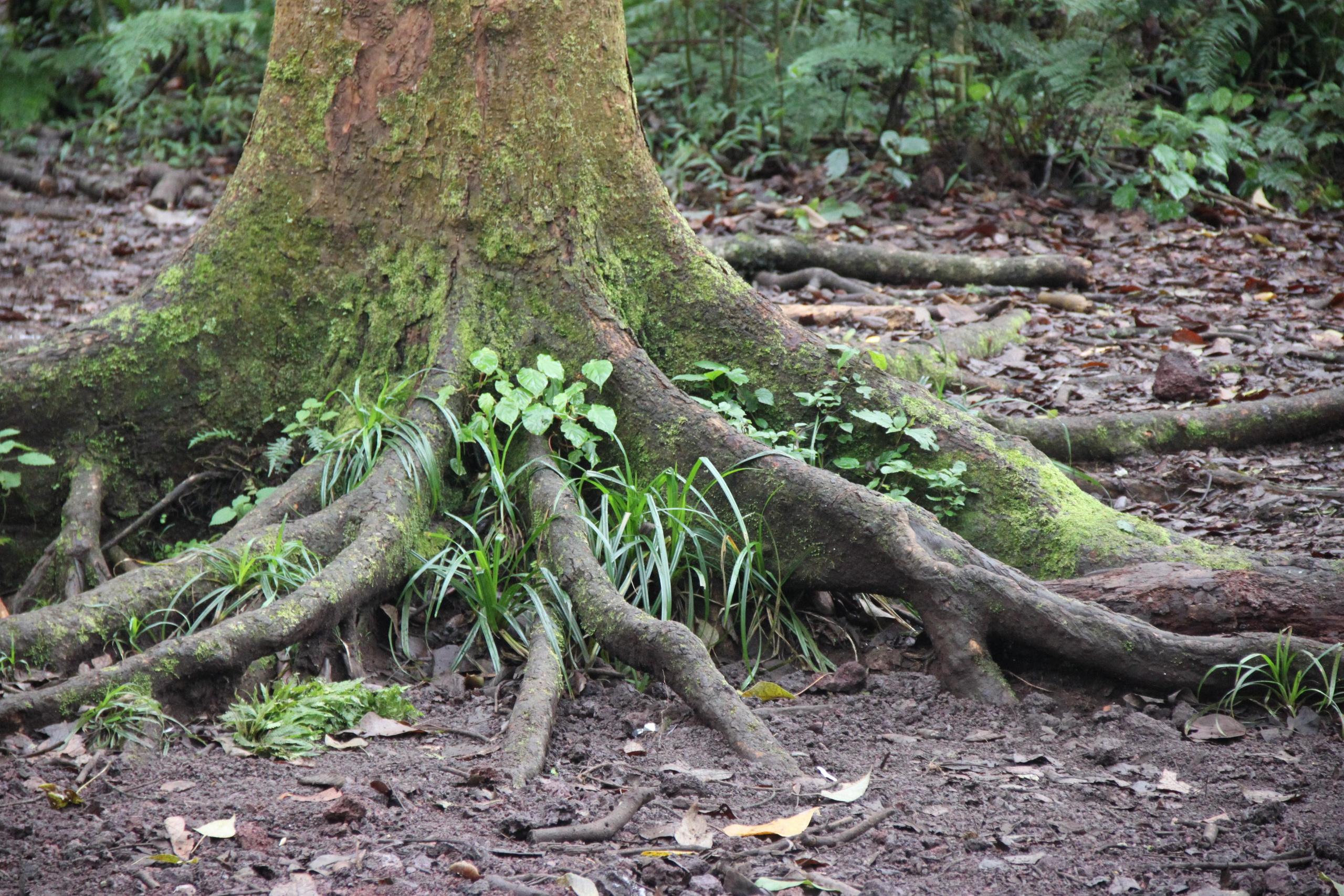 Mount Kilimanjaro. Andrey Filippov Photographer